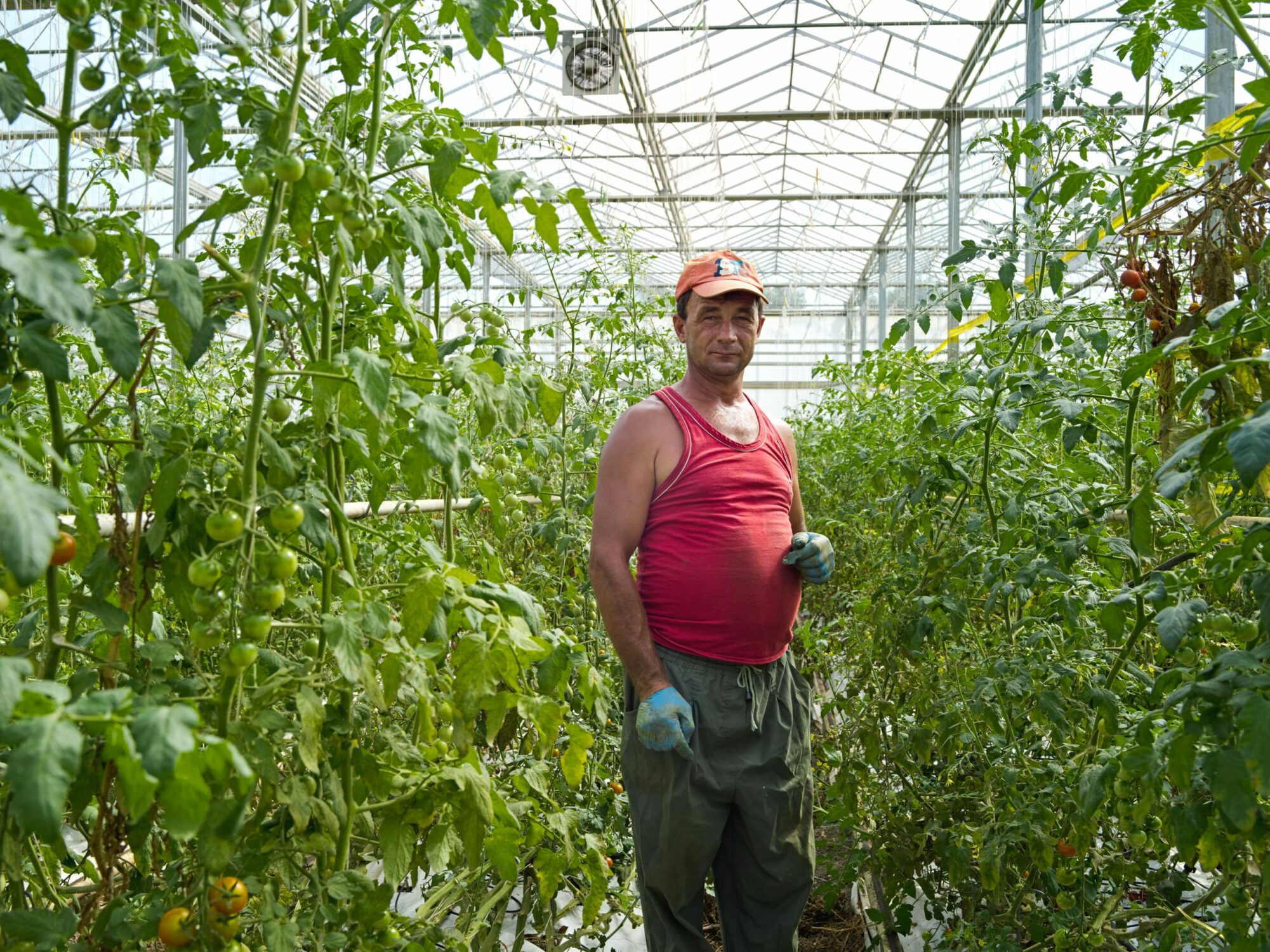 A Dutch Greenhouse in Capusu Mare Romania