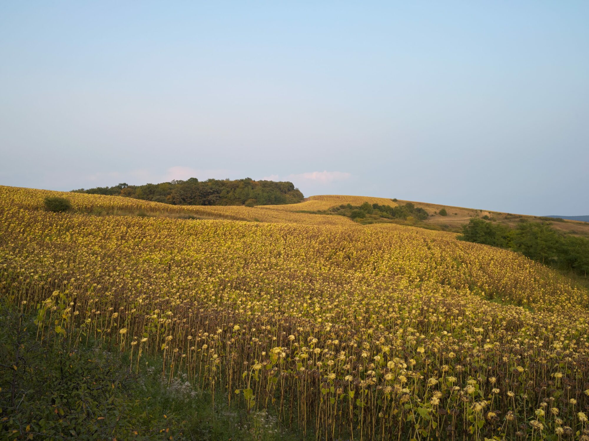 A Dutch Greenhouse in Capusu Mare Romania