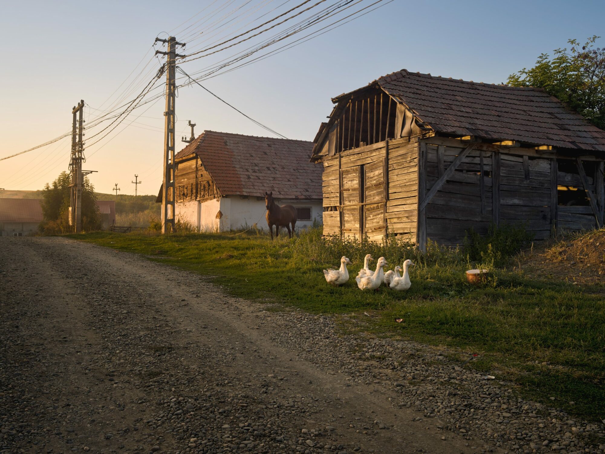 A Dutch Greenhouse in Capusu Mare Romania