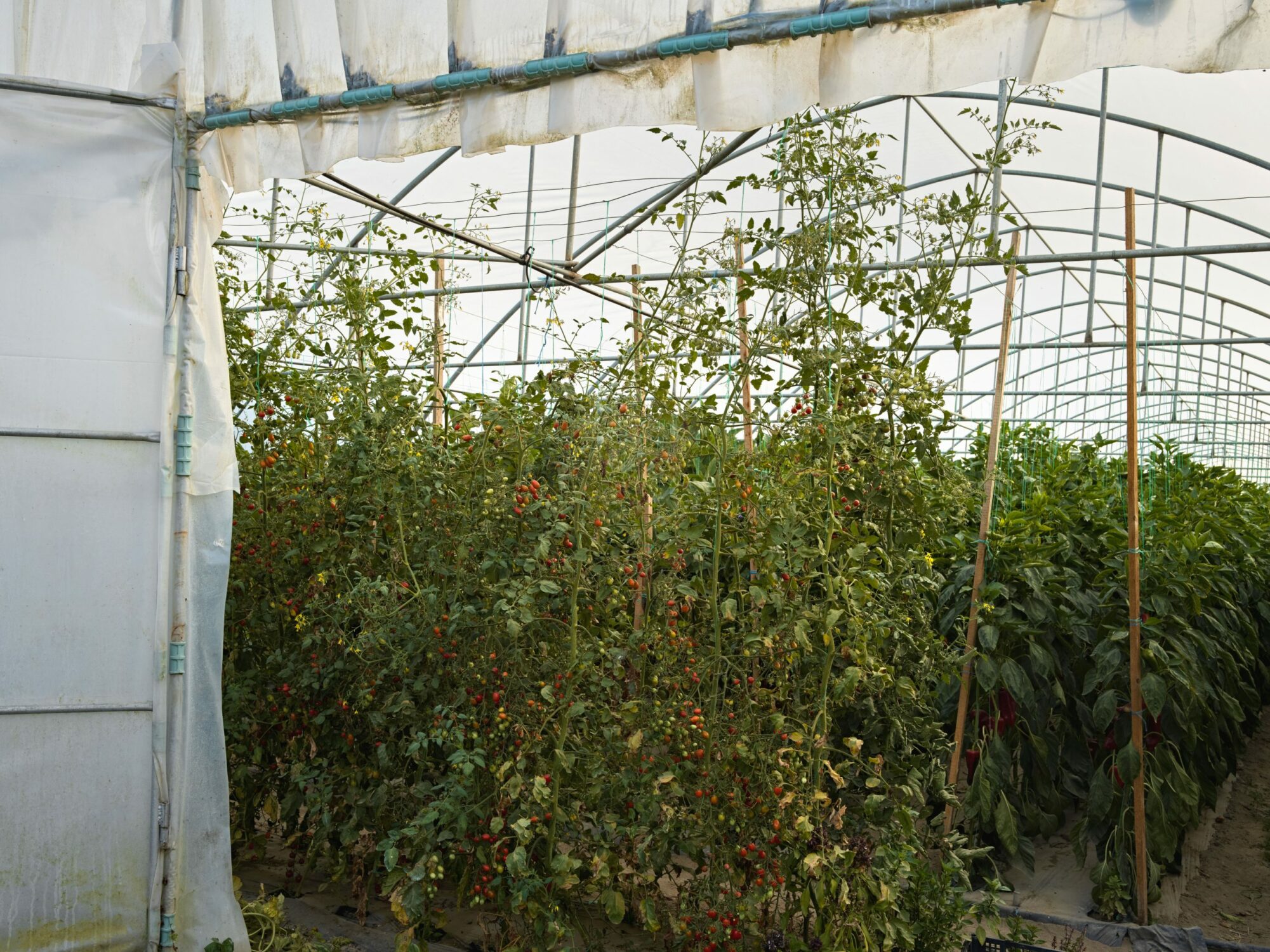 greenhouse romania biological food production for www.resiliencefoodstories.com a story about self-sufficiency and producing food in close harmony with nature by Ruud Sies