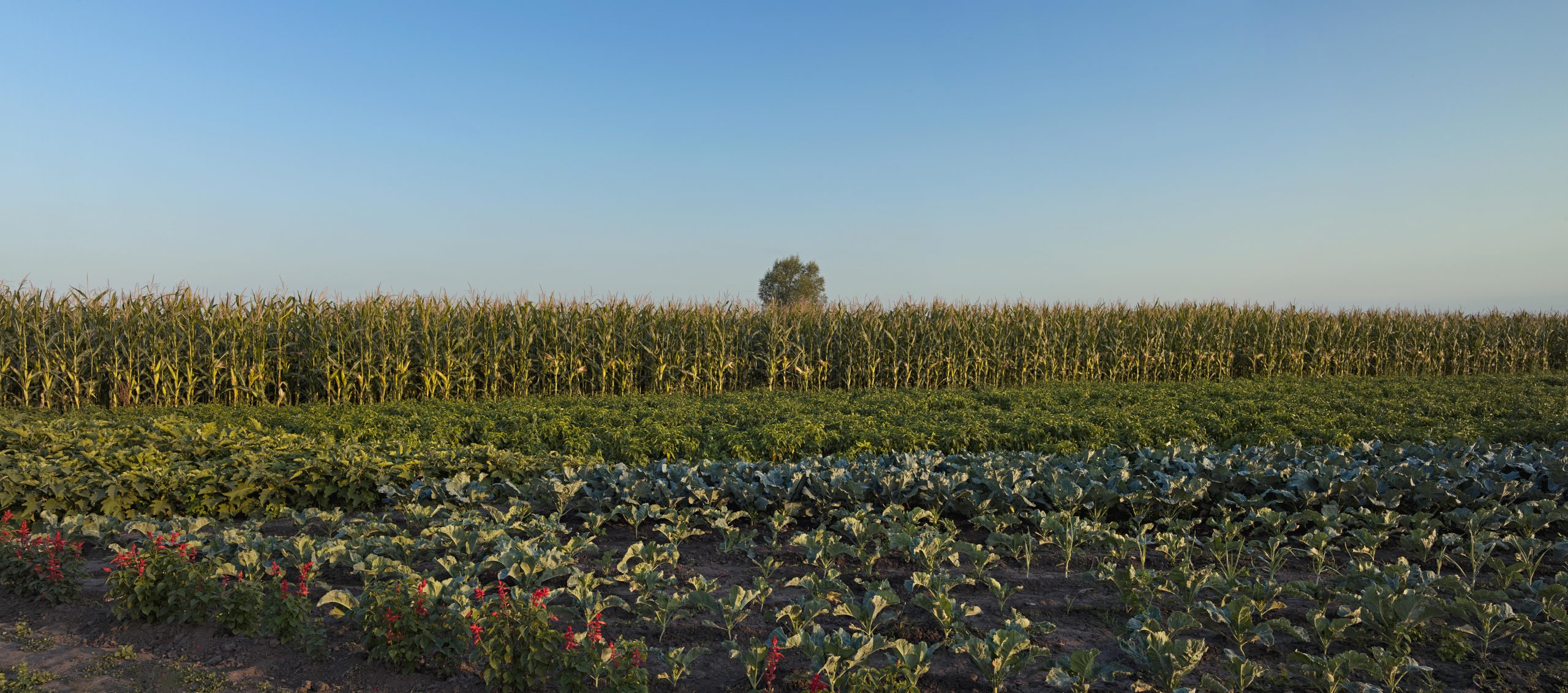 smallfarming romania landscape by ruud sies