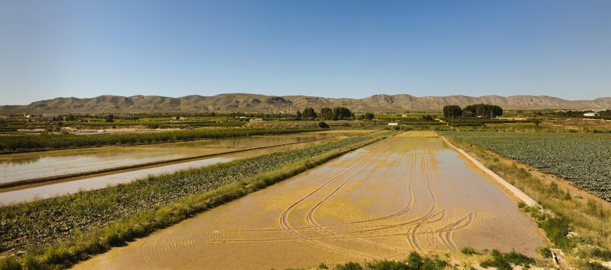 Rice from Spain Resilience Food Stories