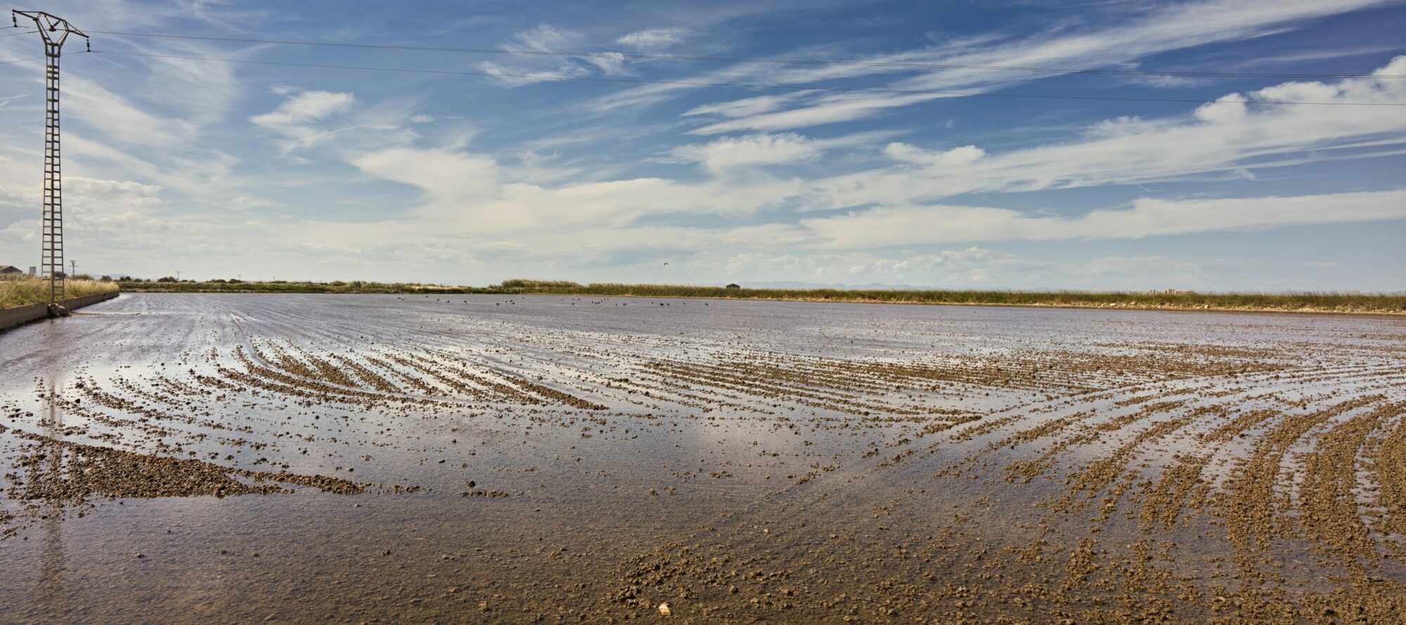 Rice from Spain Resilience Food Stories