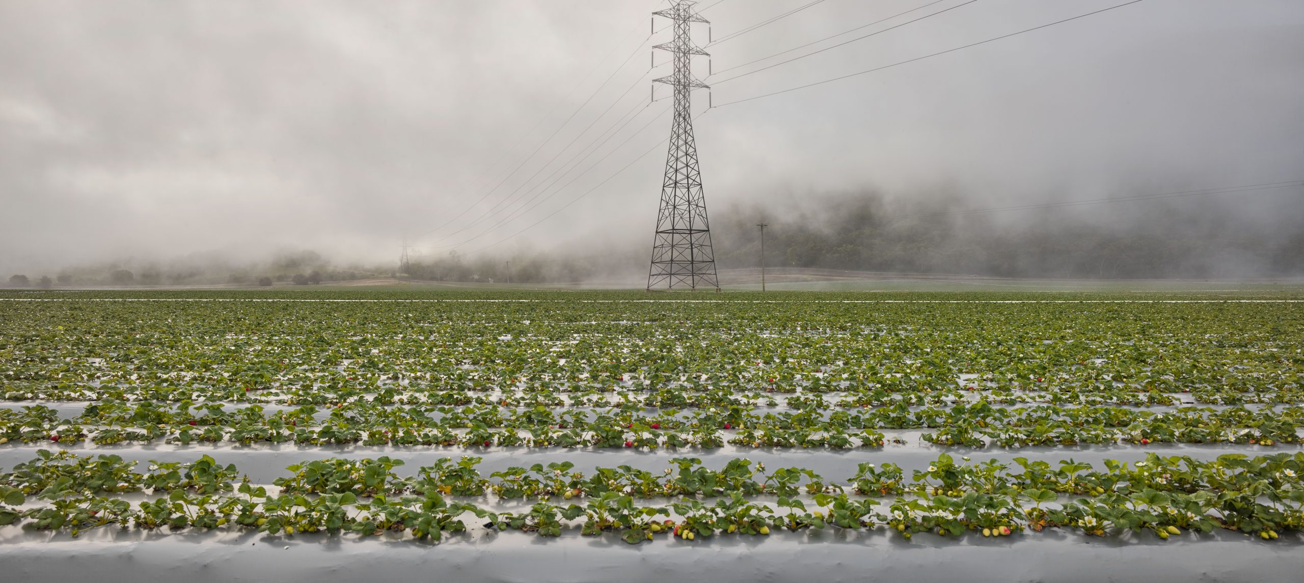extended strawberry fields in california by photographer Ruud Sies a story for Resilience Food Stories