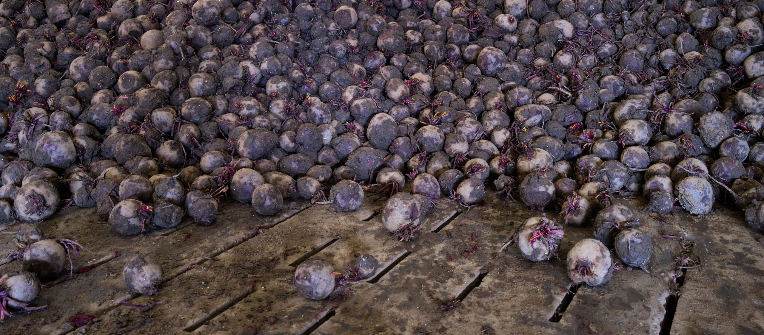 the new land piet van andel