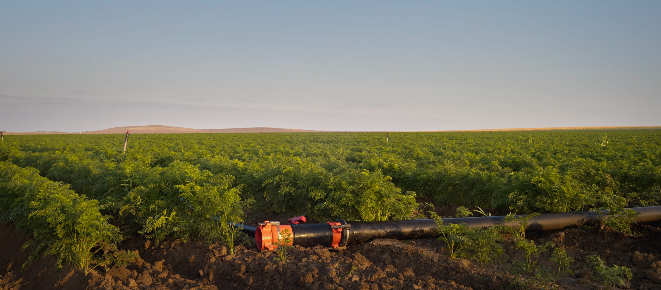 agriculture in romania landscape for Resilience_Food_Stories