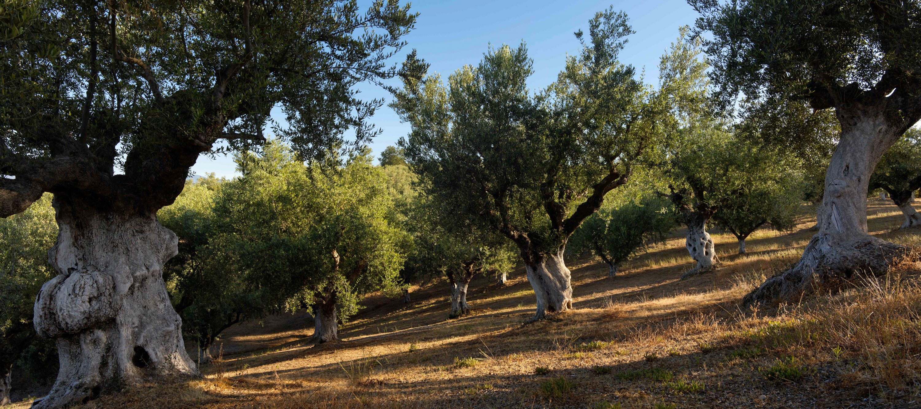 Olive trees a story for Resilience Food Stories in Greece by photographer Ruud Sies