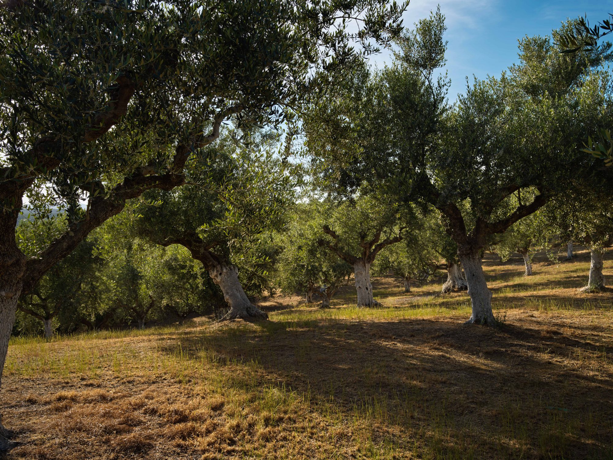 Olive trees a story for Resilience Food Stories in Greece by photographer Ruud Sies