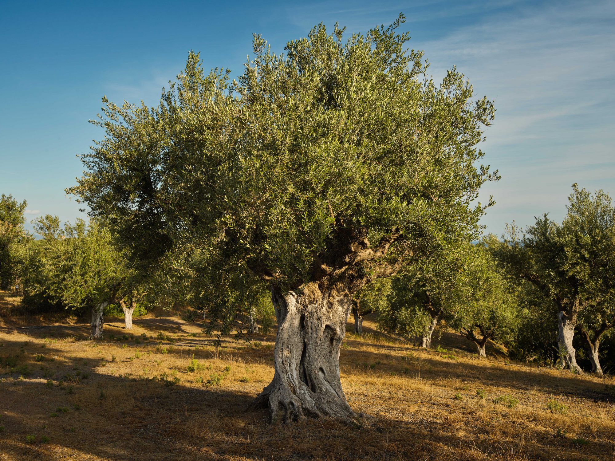Olive trees a story for Resilience Food Stories in Greece by photographer Ruud Sies