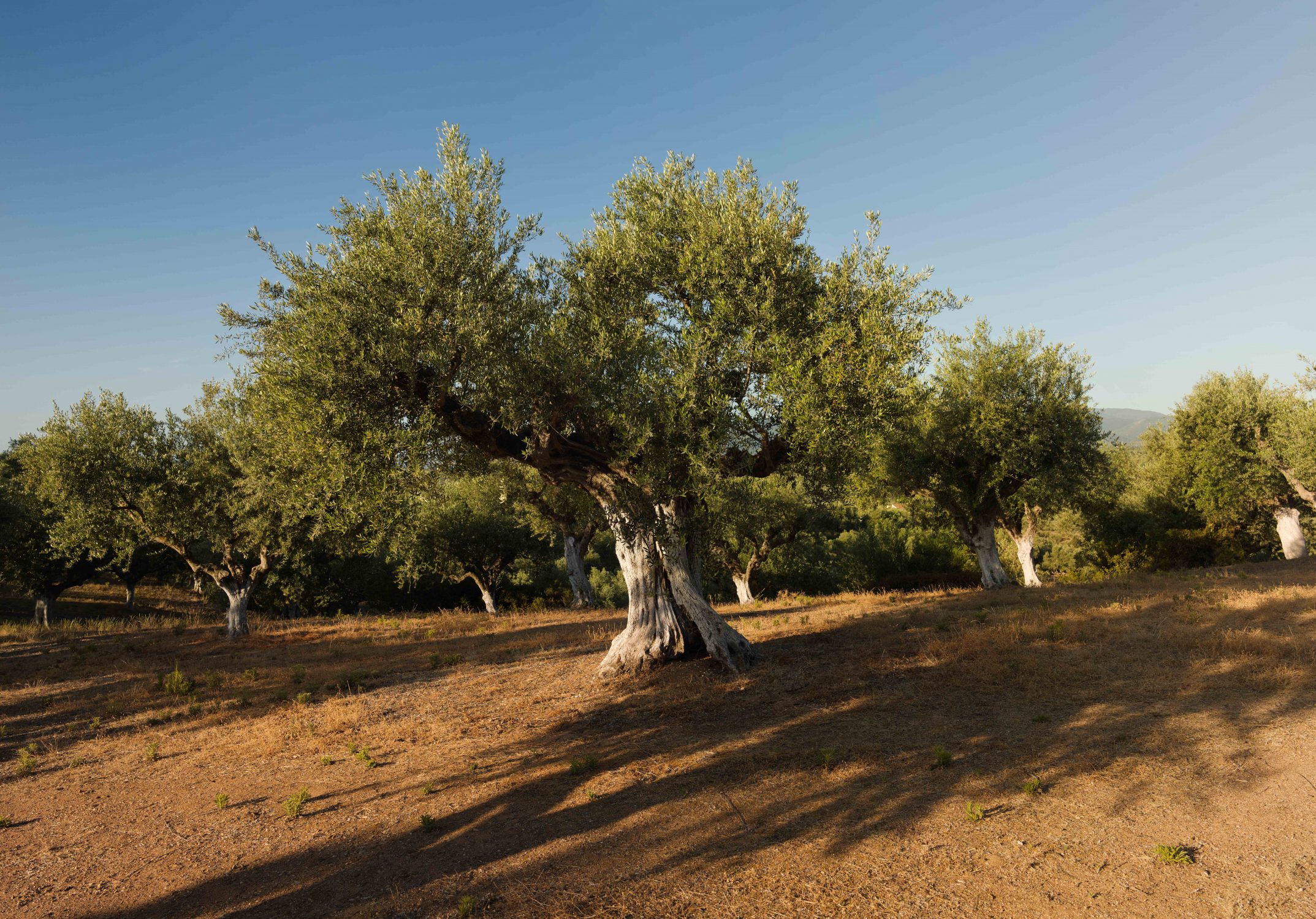 Olive trees a story for Resilience Food Stories in Greece by photographer Ruud Sies