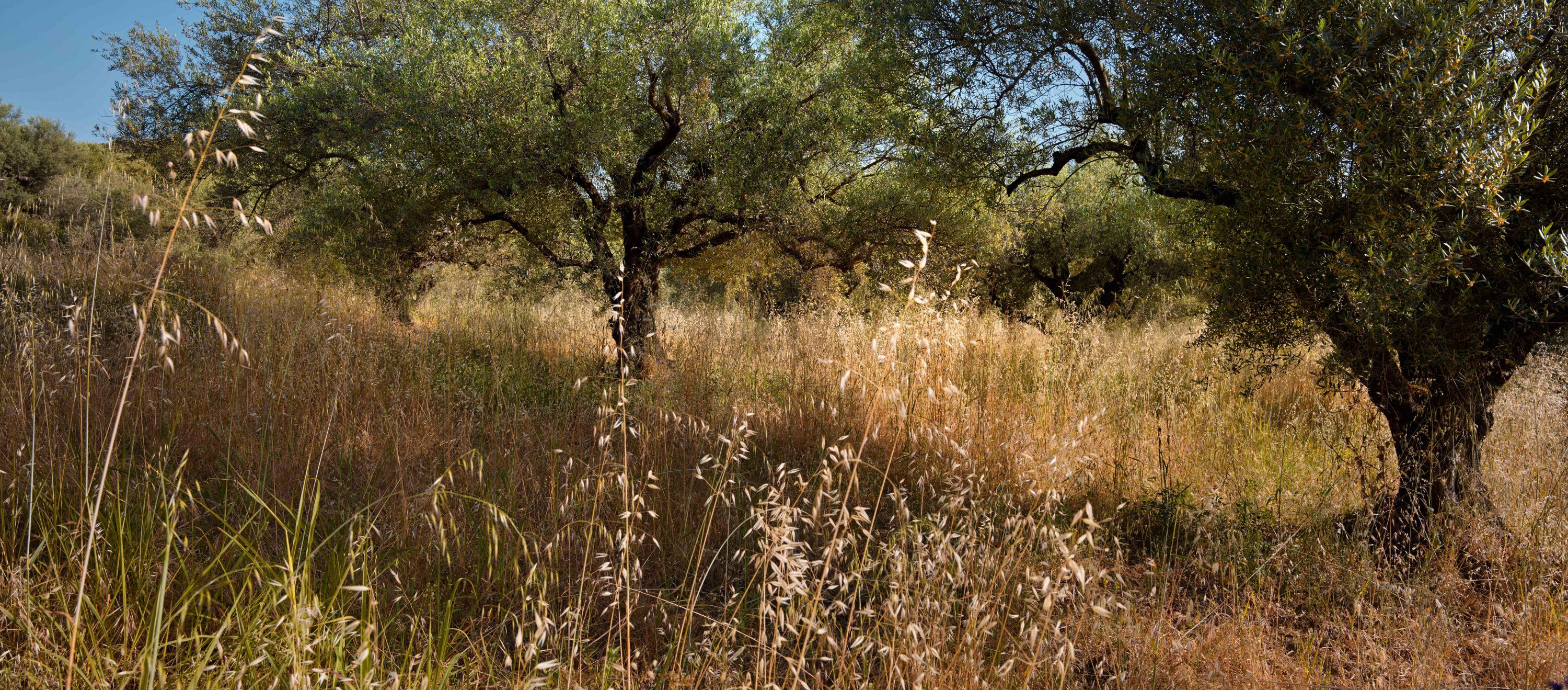 Olive trees a story for Resilience Food Stories in Greece by photographer Ruud Sies