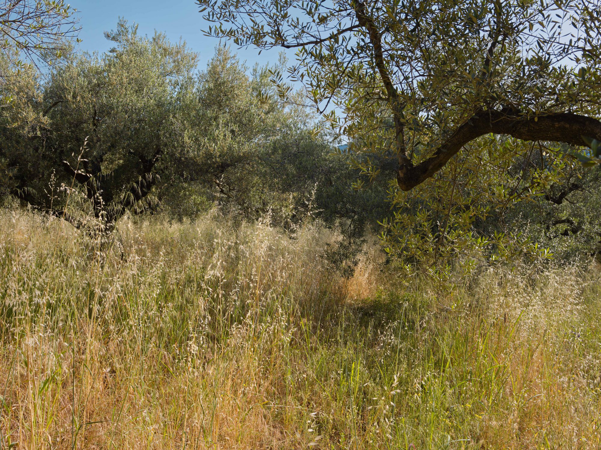 Olive trees a story for Resilience Food Stories in Greece by photographer Ruud Sies