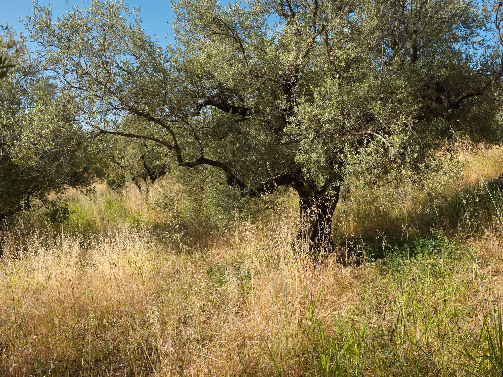 Olive trees a story for Resilience Food Stories in Greece by photographer Ruud Sies