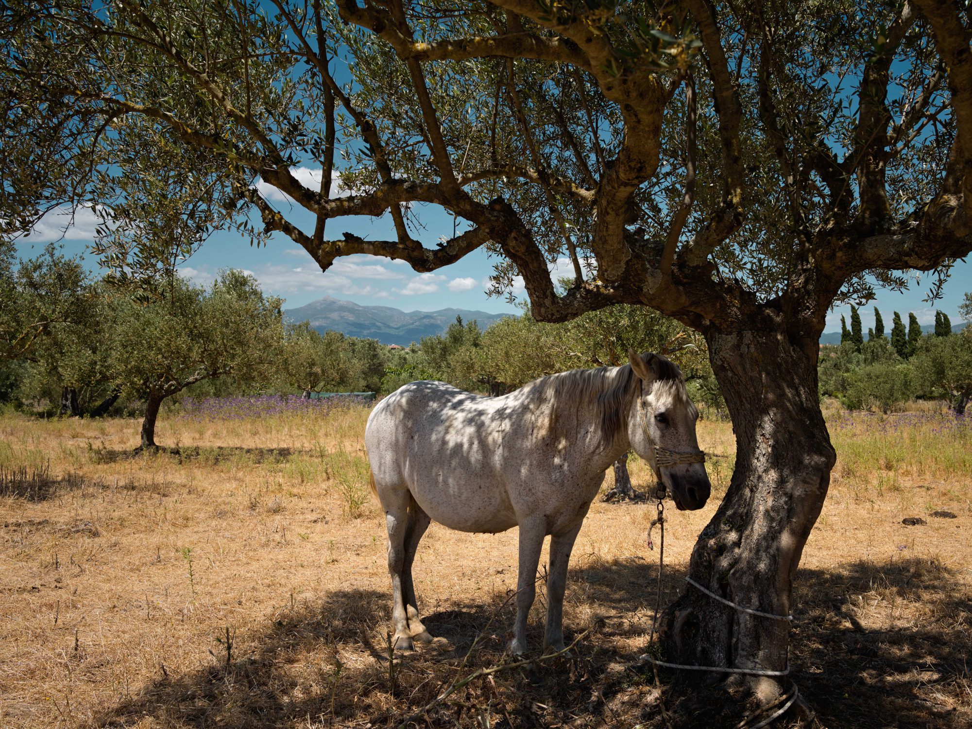Olive trees a story for Resilience Food Stories in Greece by photographer Ruud Sies