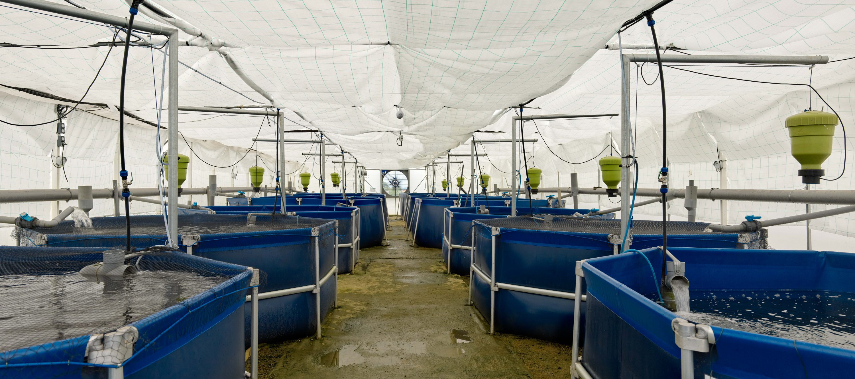 aquaponics in france controlled environment agriculture