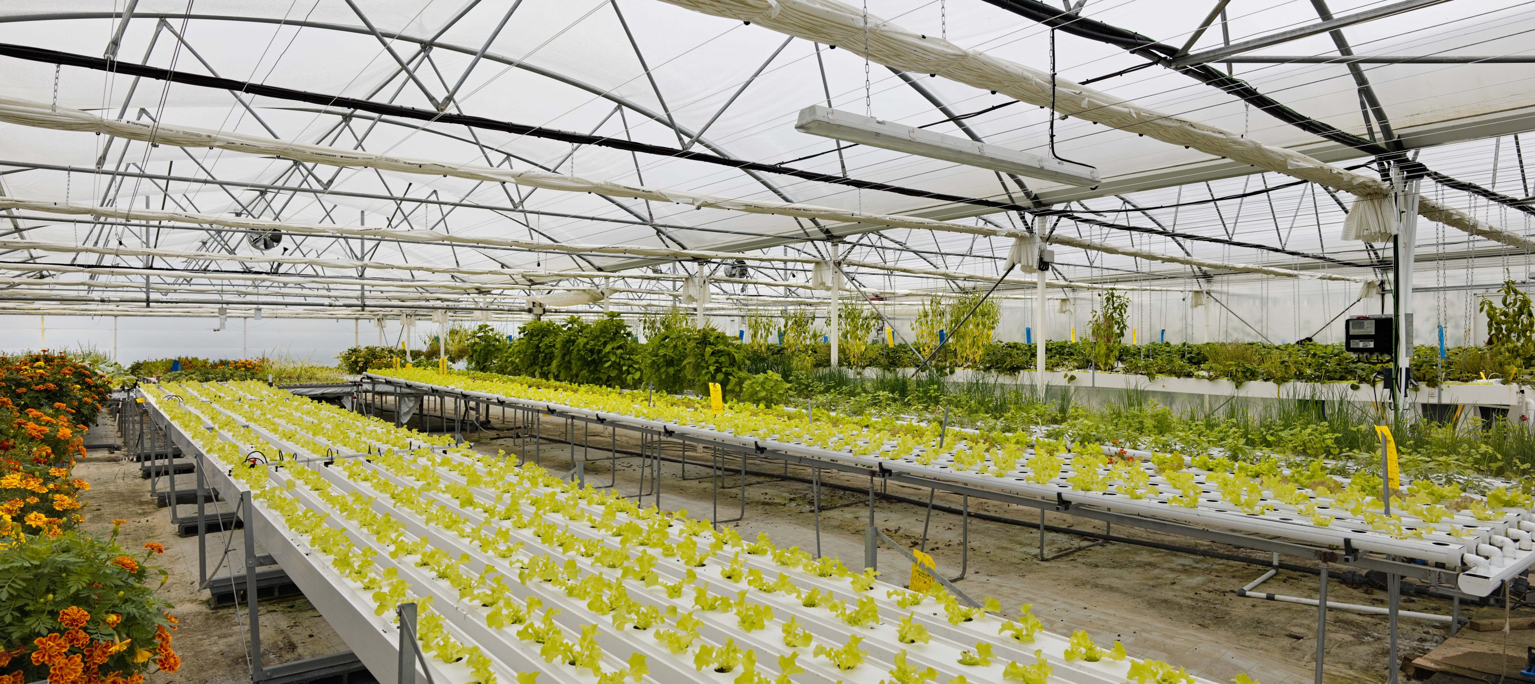 from egg to fish from seed to fruit a story on aquaponics in france the Eauzons farm