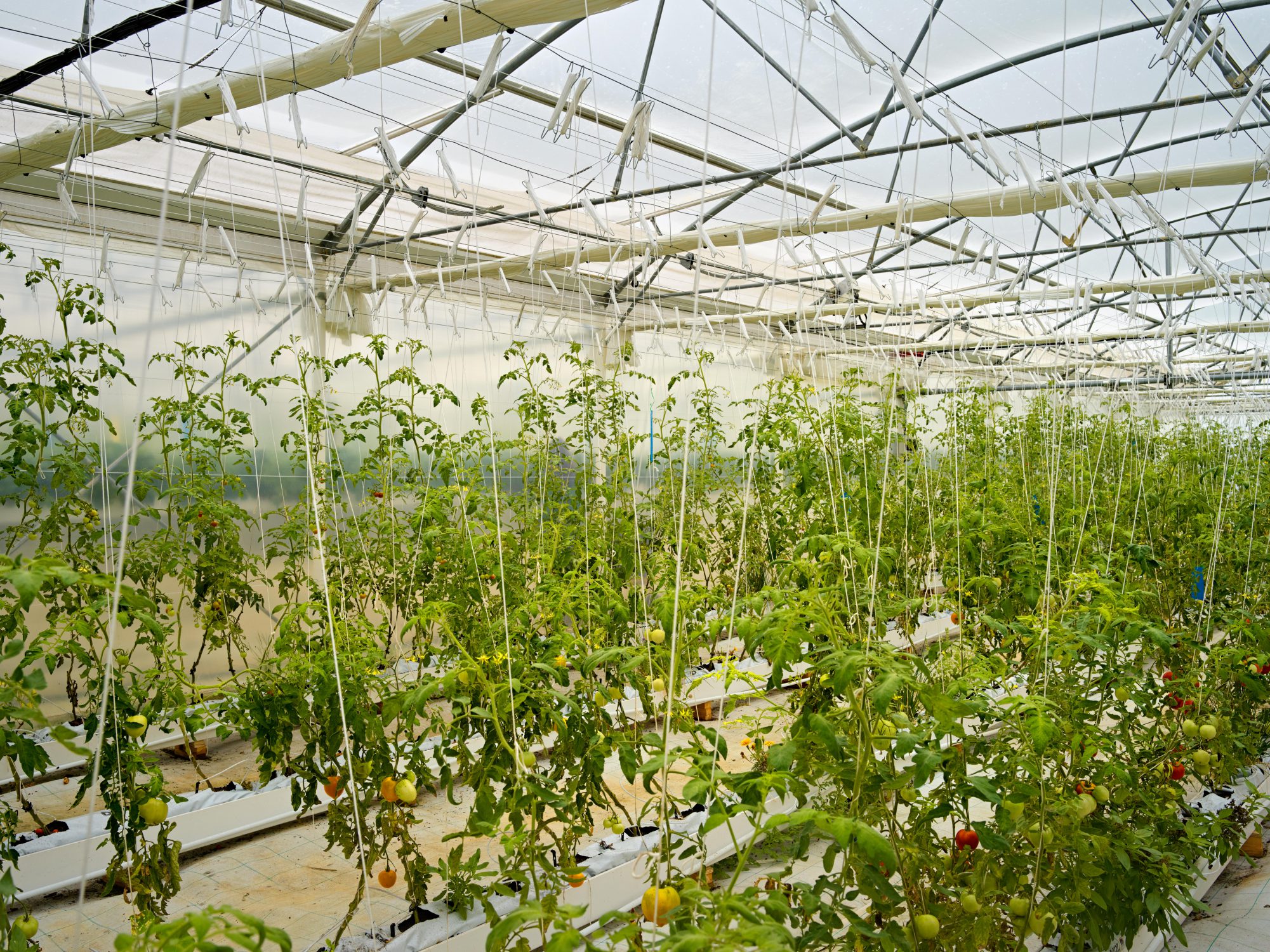 A sustainable boost for the local economy aquaponics