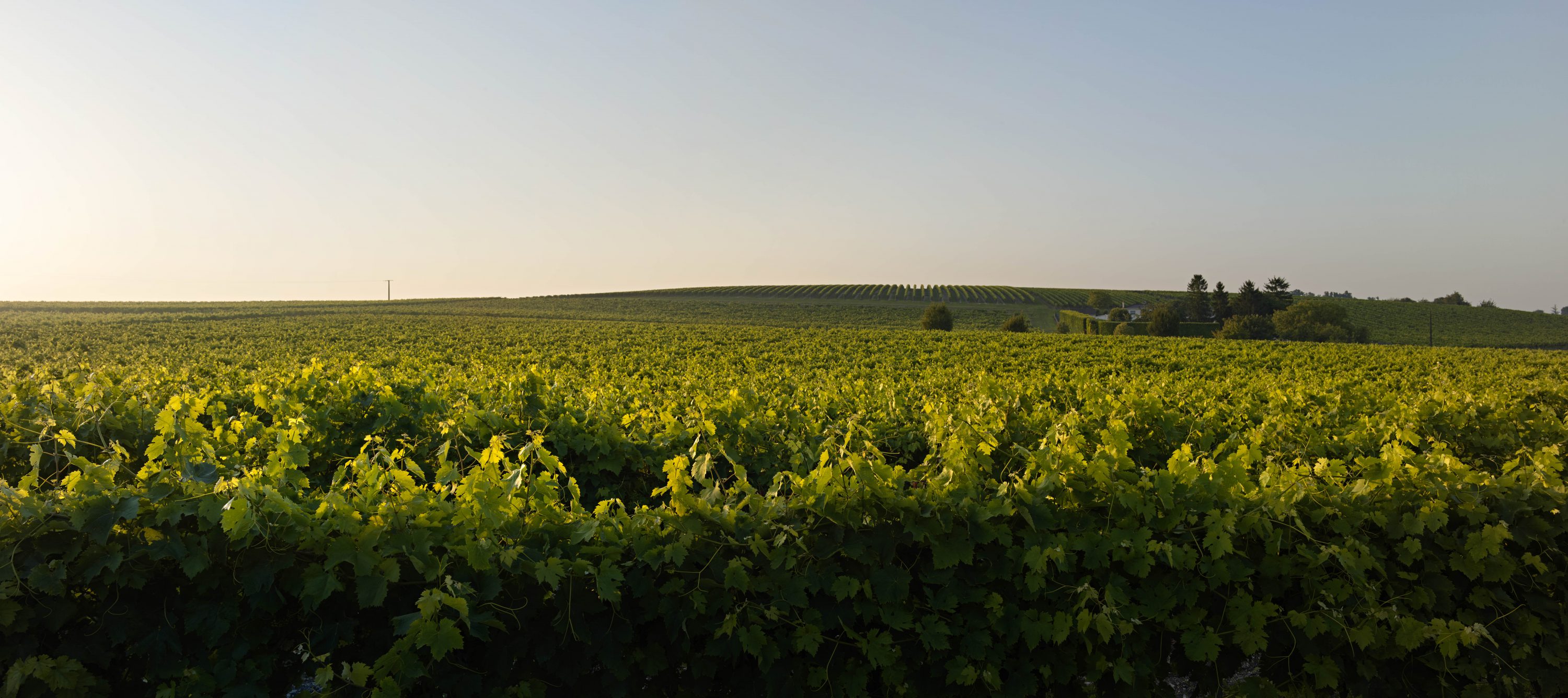 agricultural landscape vineyards france by Ruud Sies