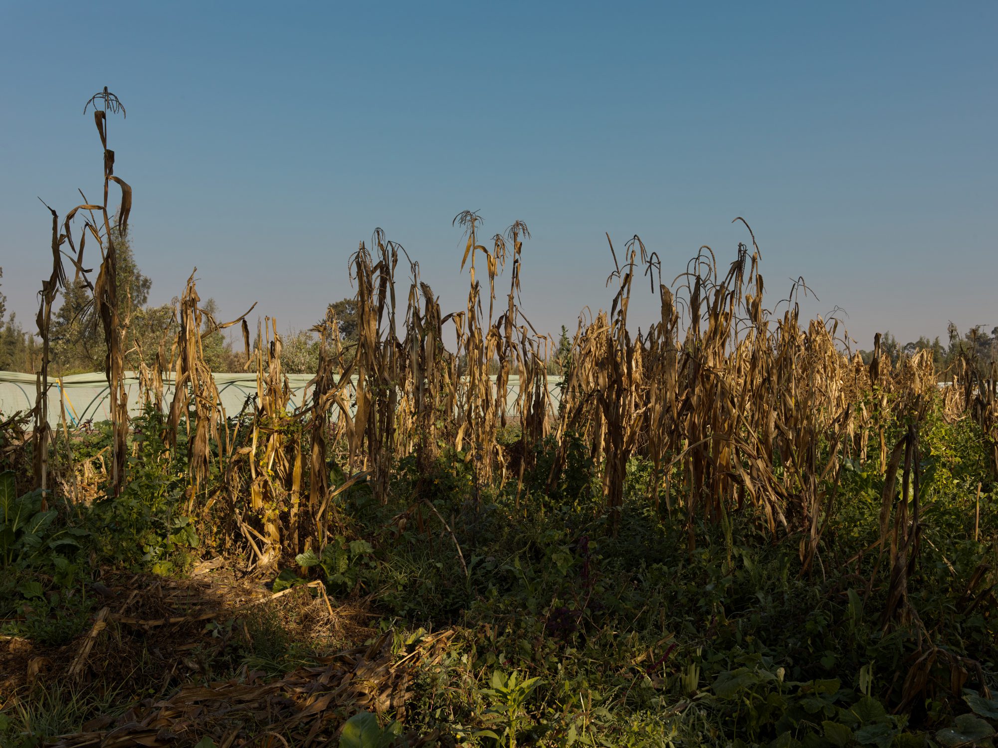 agricultural landscape chinampa mexico city