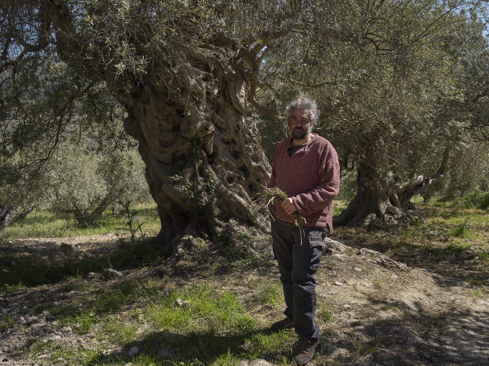 olive groves in buccheri sicily photographer ruud sies