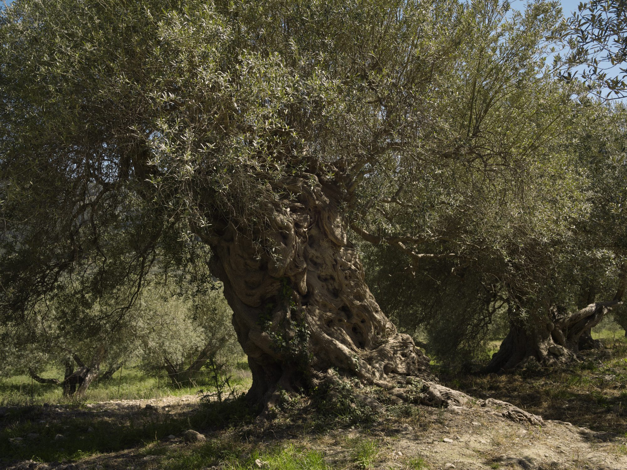 olive groves in buccheri sicily photographer ruud sies