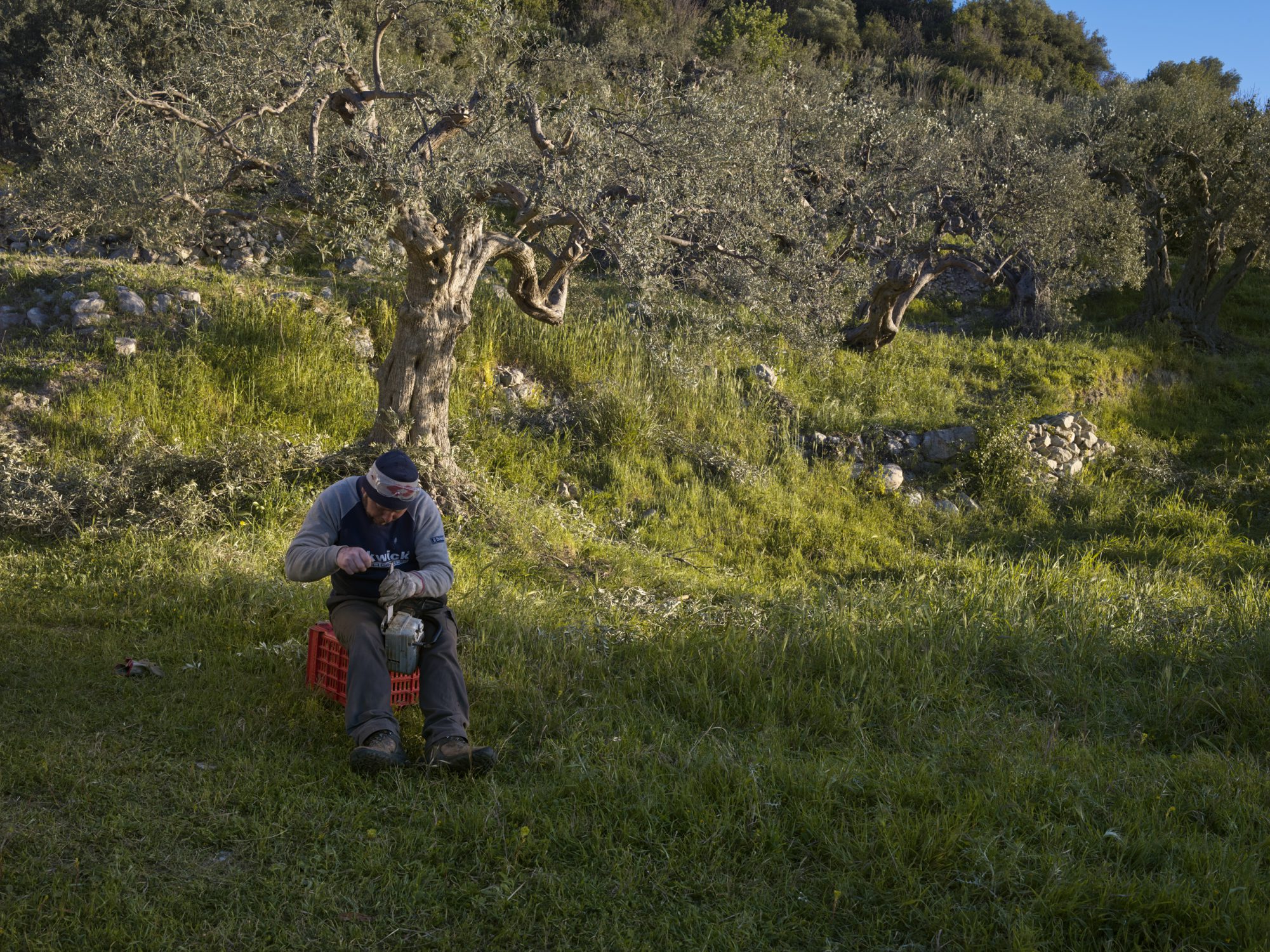 olive groves in buccheri sicily photographer ruud sies