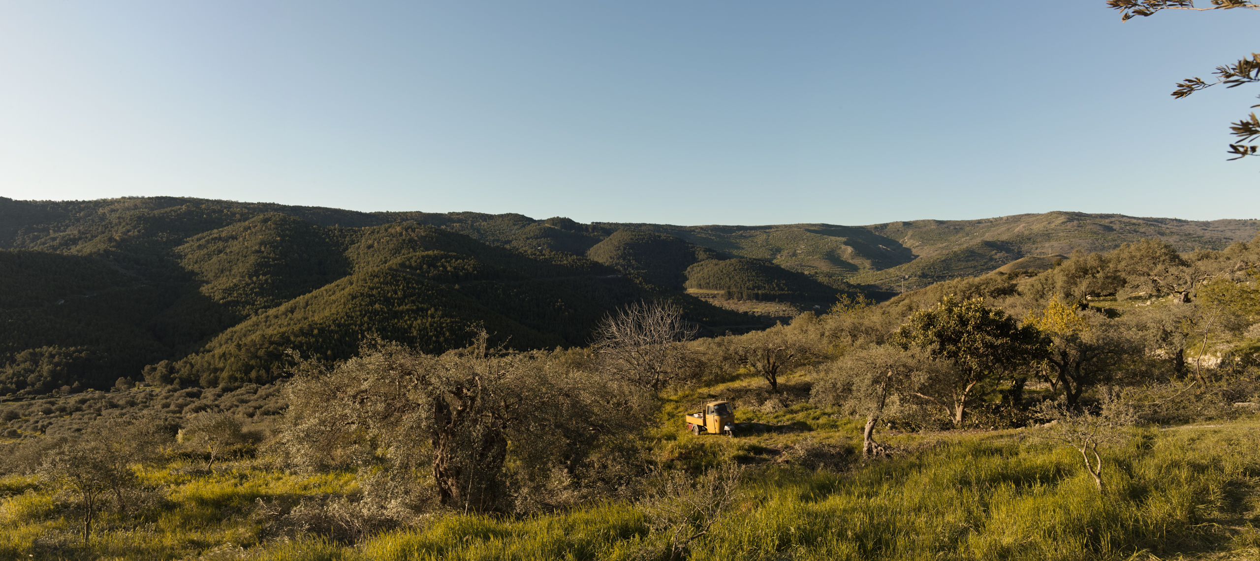 olive groves in buccheri sicily photographer ruud sies