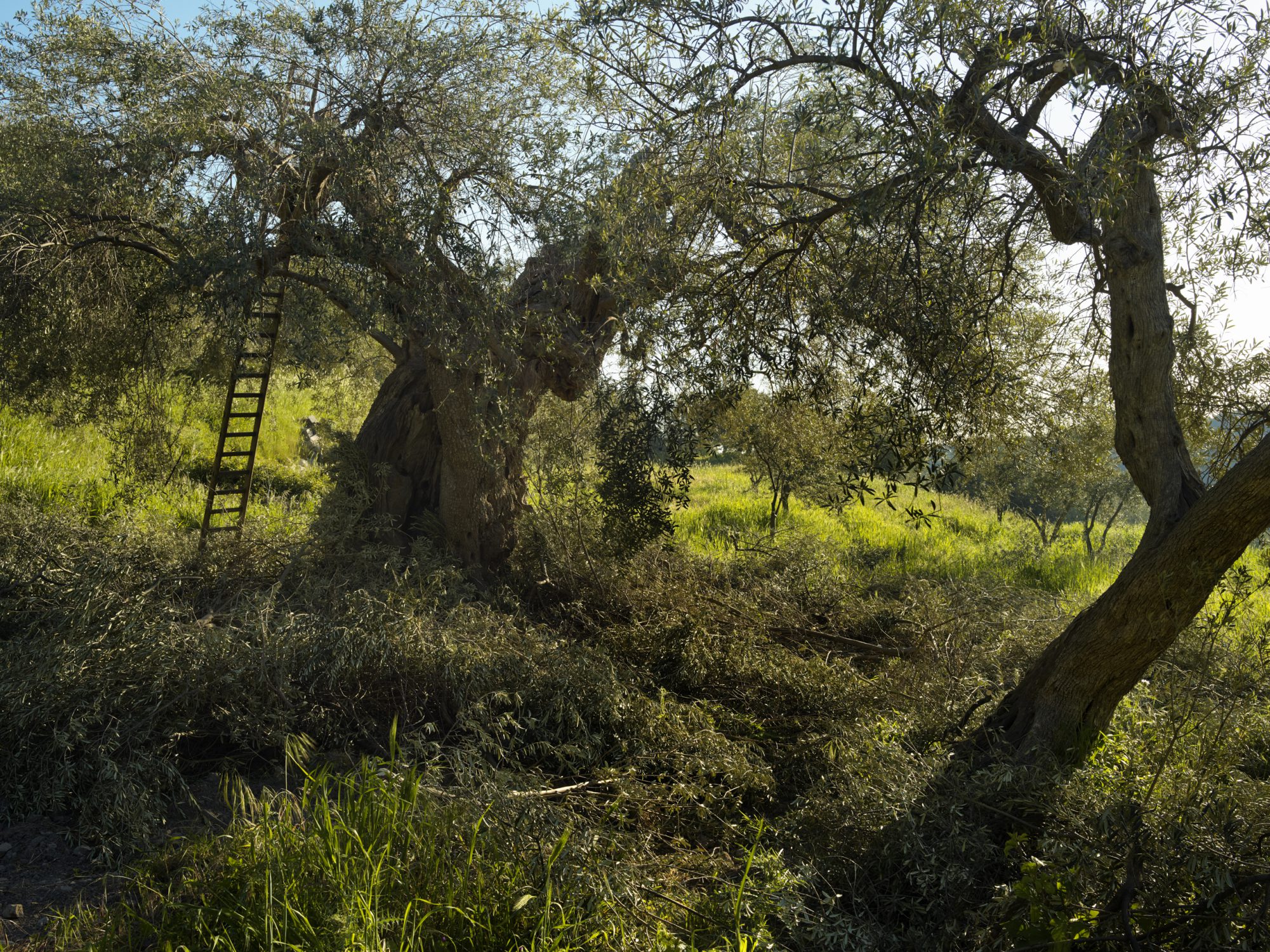 olive groves in buccheri sicily photographer ruud sies