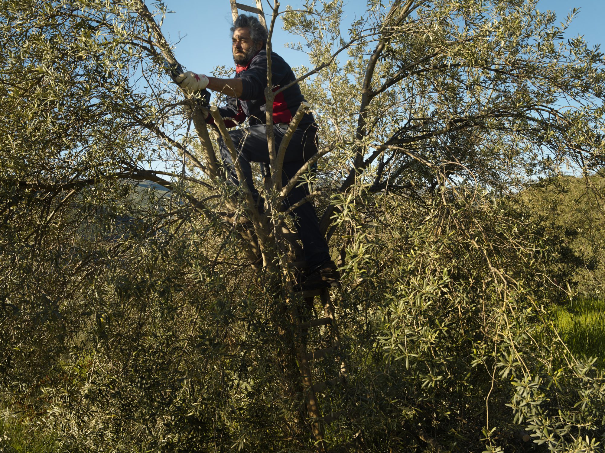 olive groves in buccheri sicily photographer ruud sies