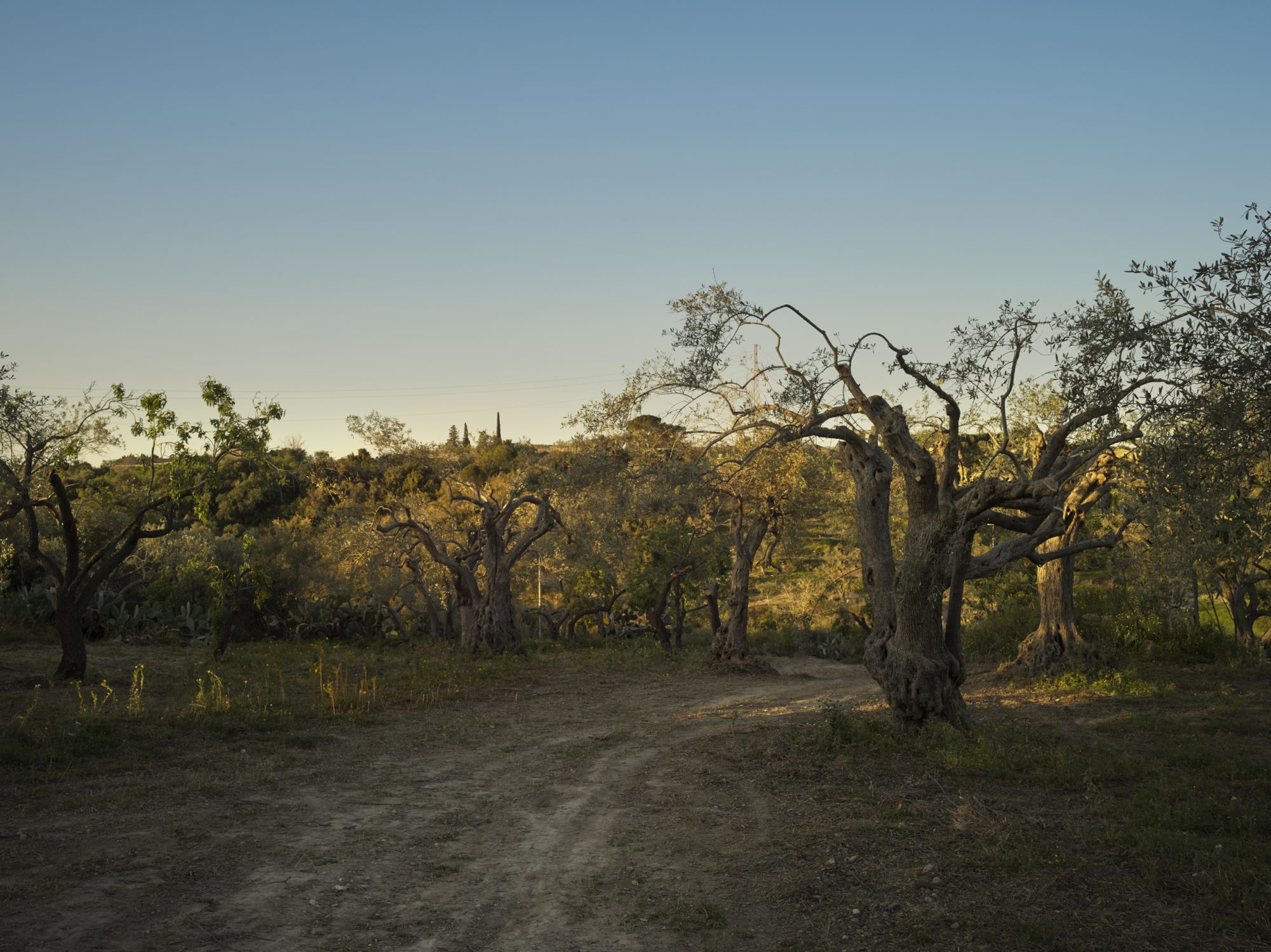 caffe Sicilia a story by corrado assenza for resilience food stories