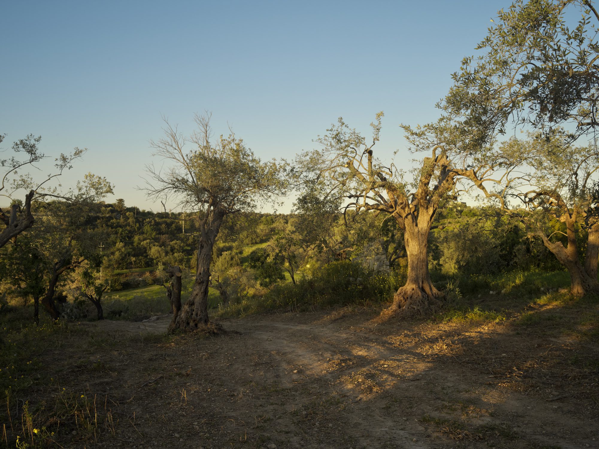 caffe Sicilia a story by corrado assenza for resilience food stories