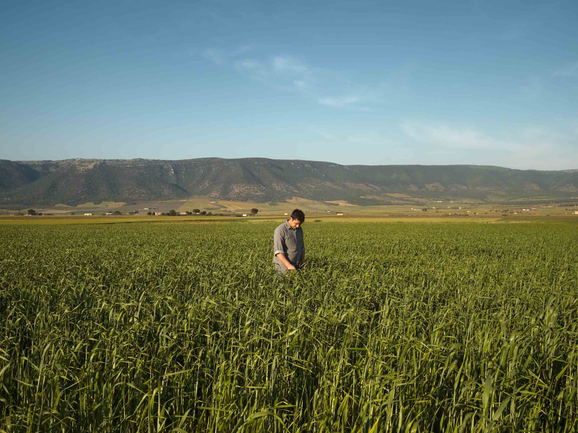 story on sustainable agriculture and old wheat varieties in Italy
