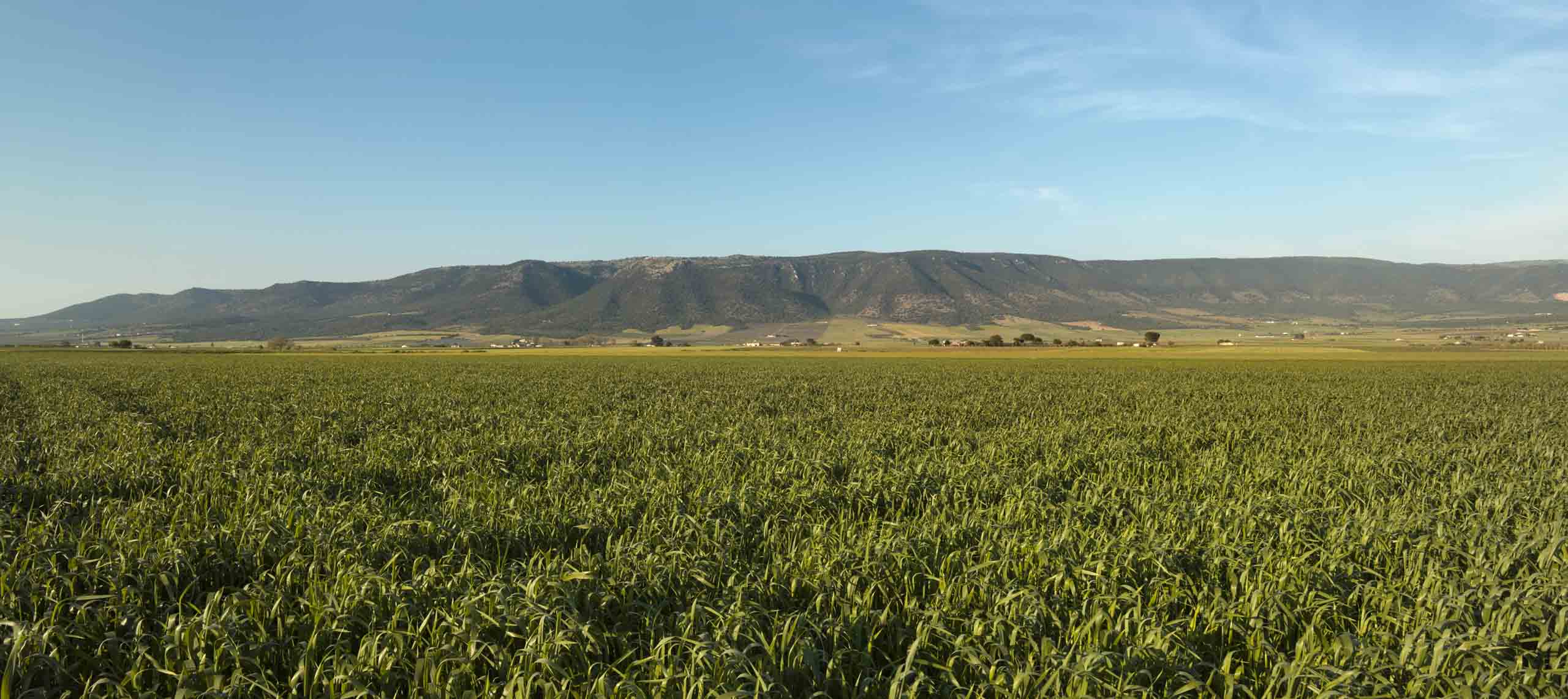 cultivating old wheat varieties in Italy