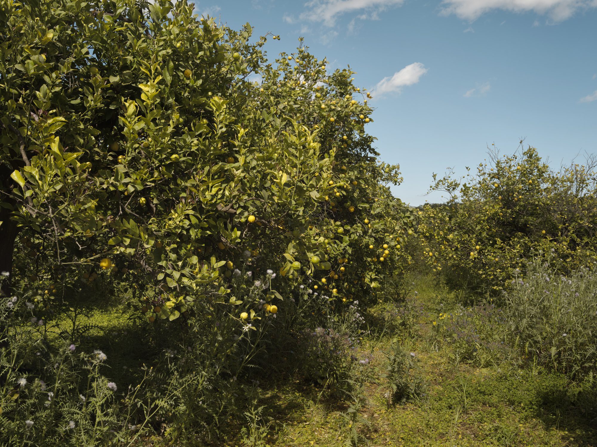 Sustainable farming in Sicily farmers and friends Cafe Sicilia Noto