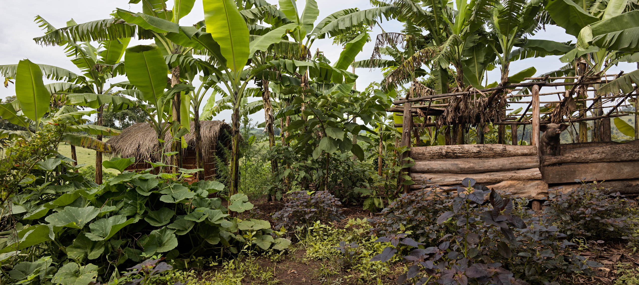 the smalfarmers in Uganda a homestead producing healthy food method agro-ecology
