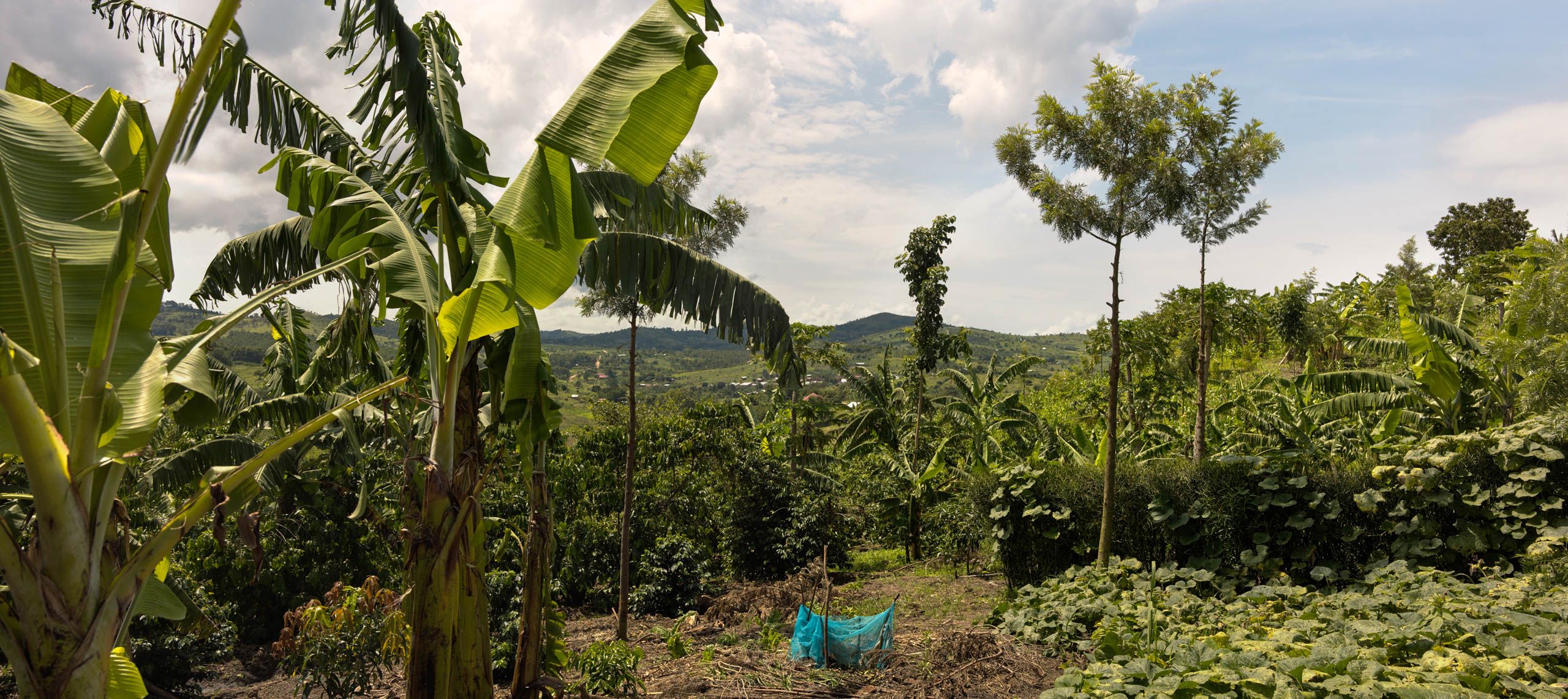 agro-ecology in uganda photographer Ruud Sies