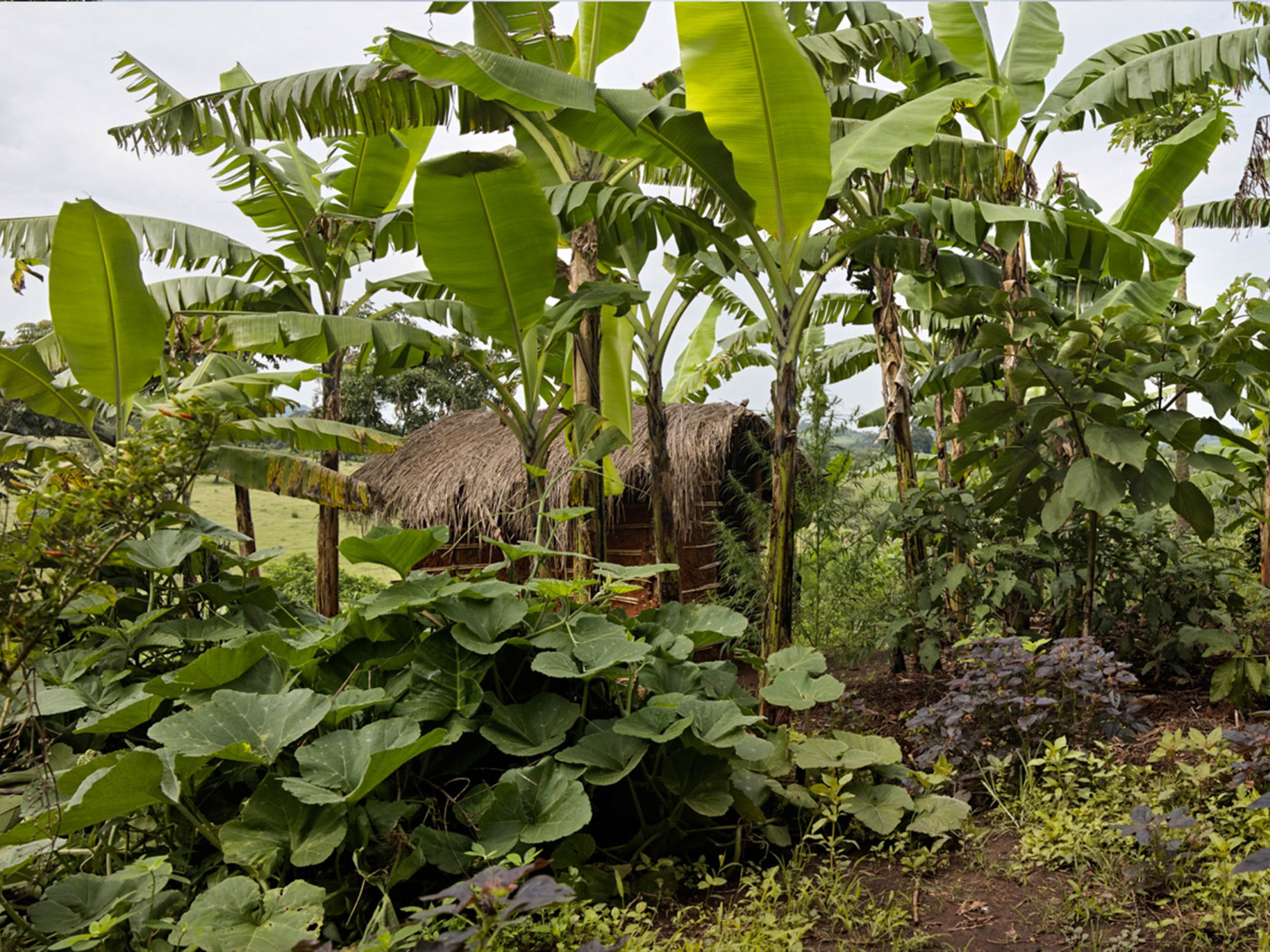 homestead of an organic small farm In Uganda