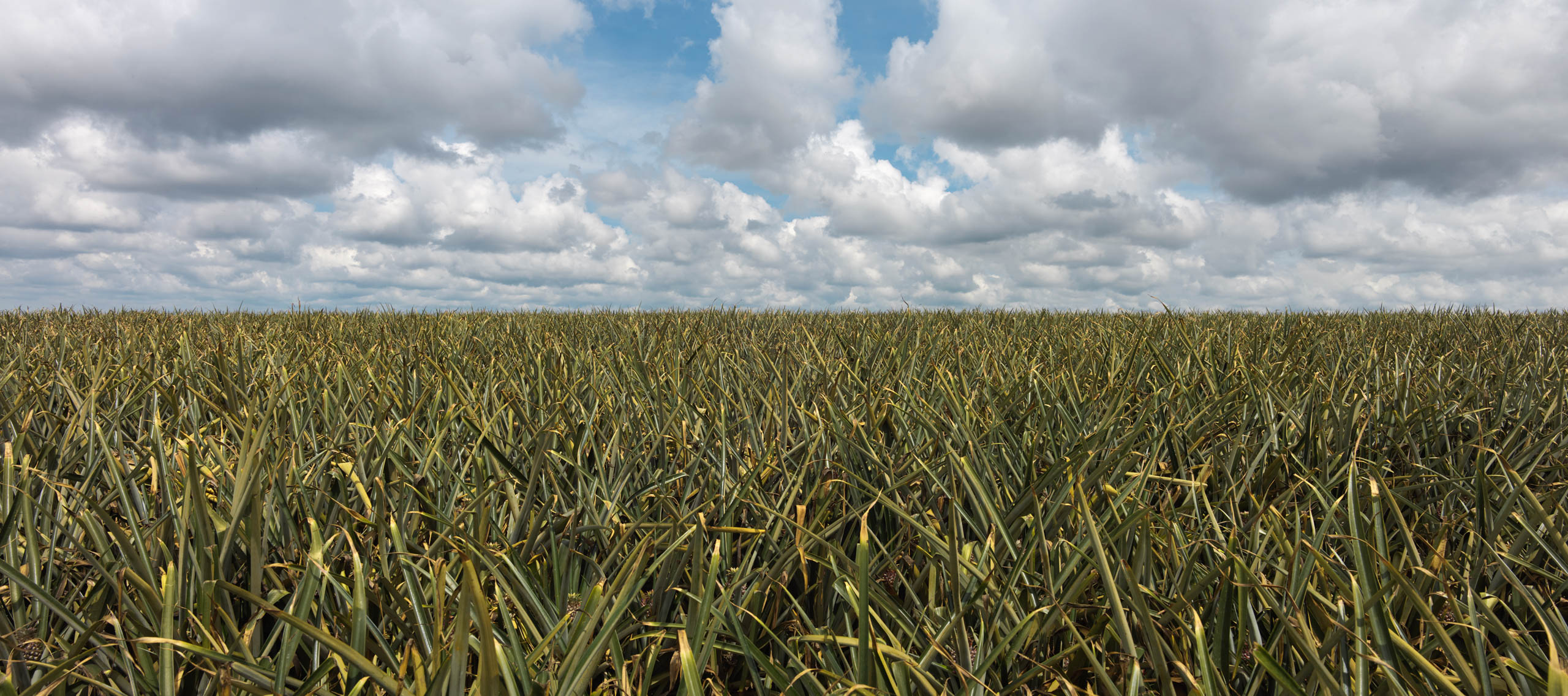Kenya’s most important sources of income are the export of coffee and tea, and tourism in its national parks and wildlife reserves. an introduction