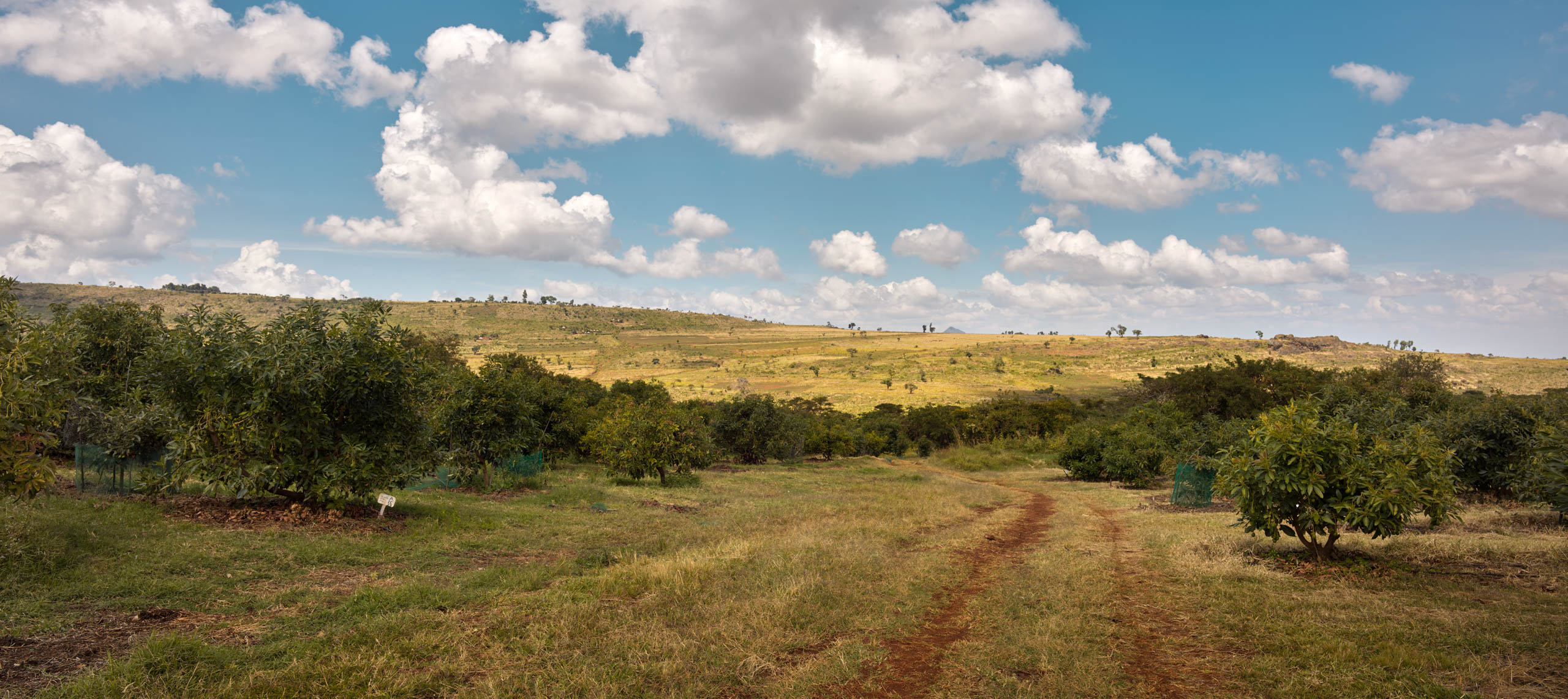 Landscape sustainable avocados from Africa Kenya