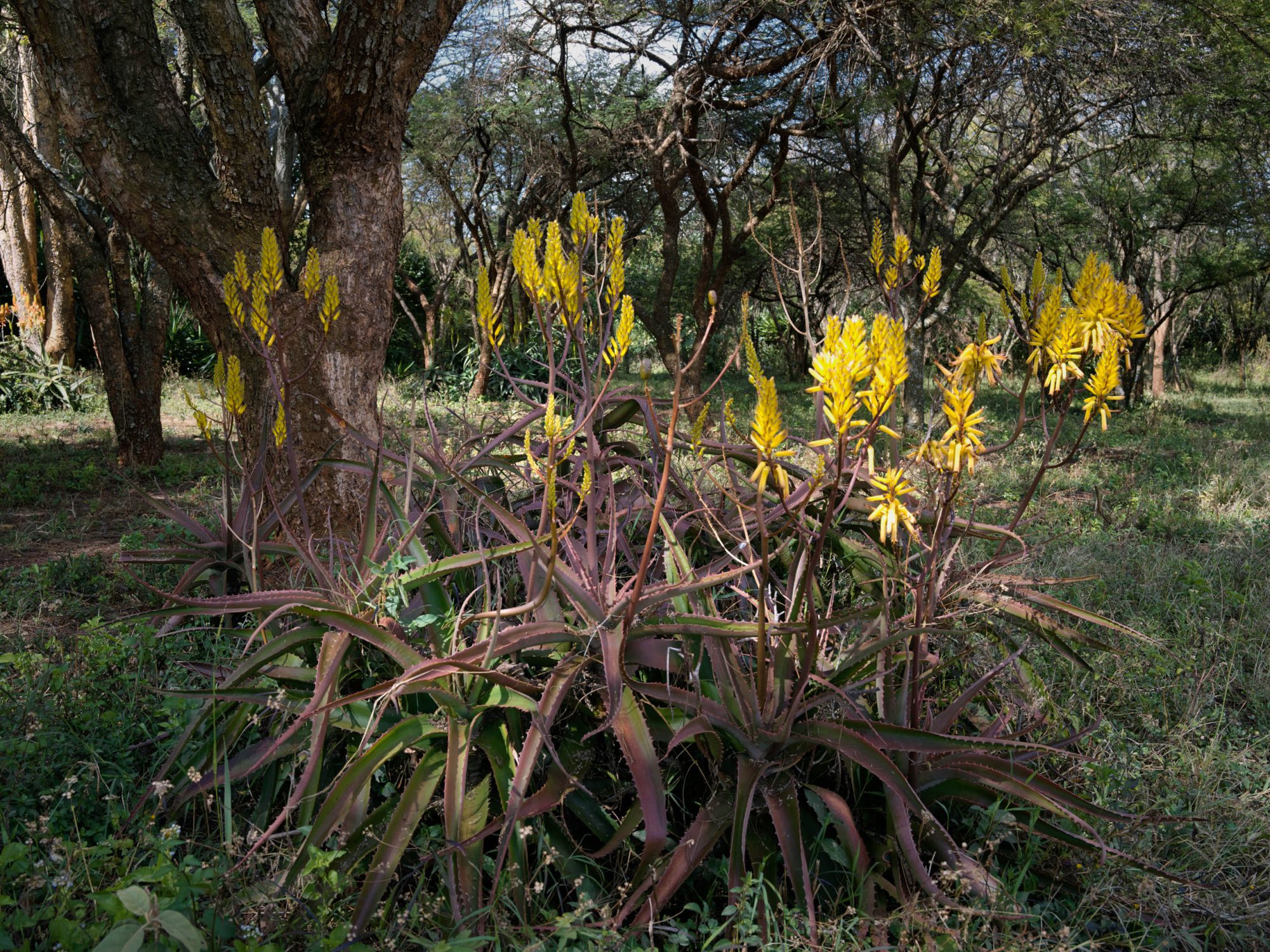 biodiversity is high as part of the story growing sustainable avocados in Africa Kenya