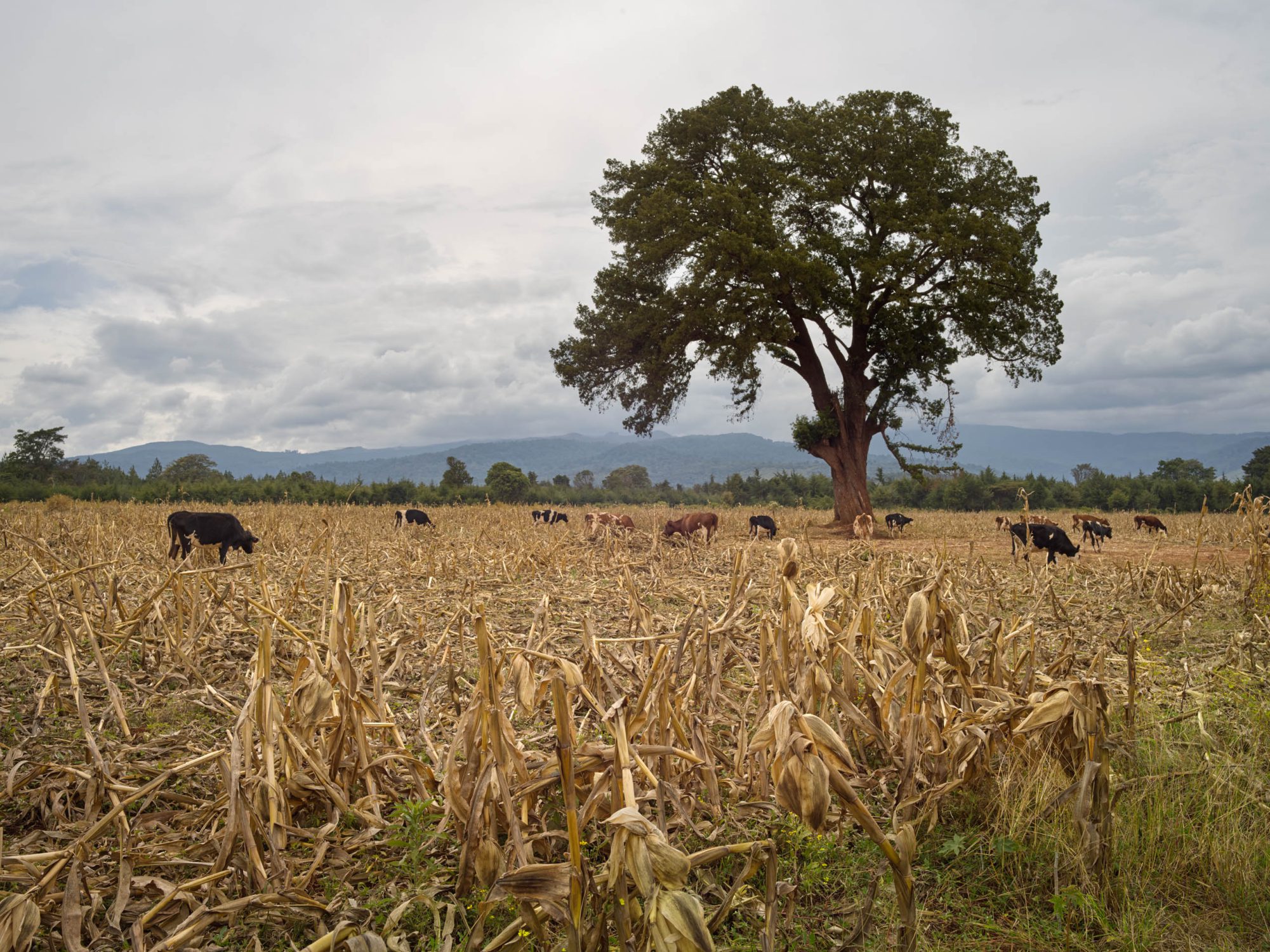 landscape western Kenya