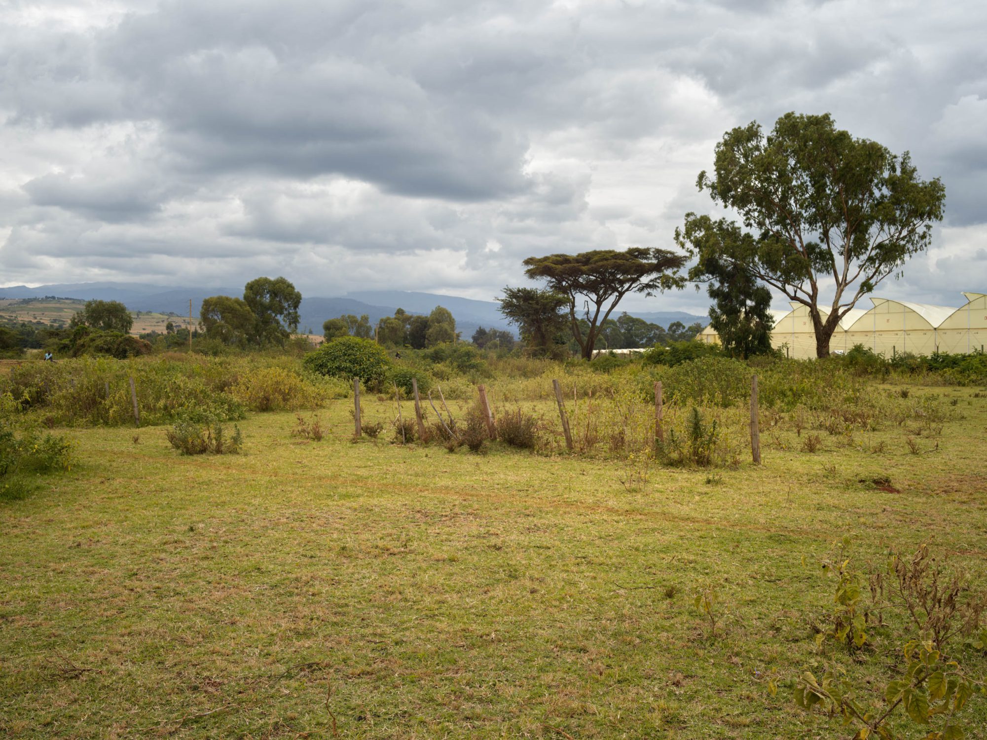 sustainable avocados from Africa Kenya food forest