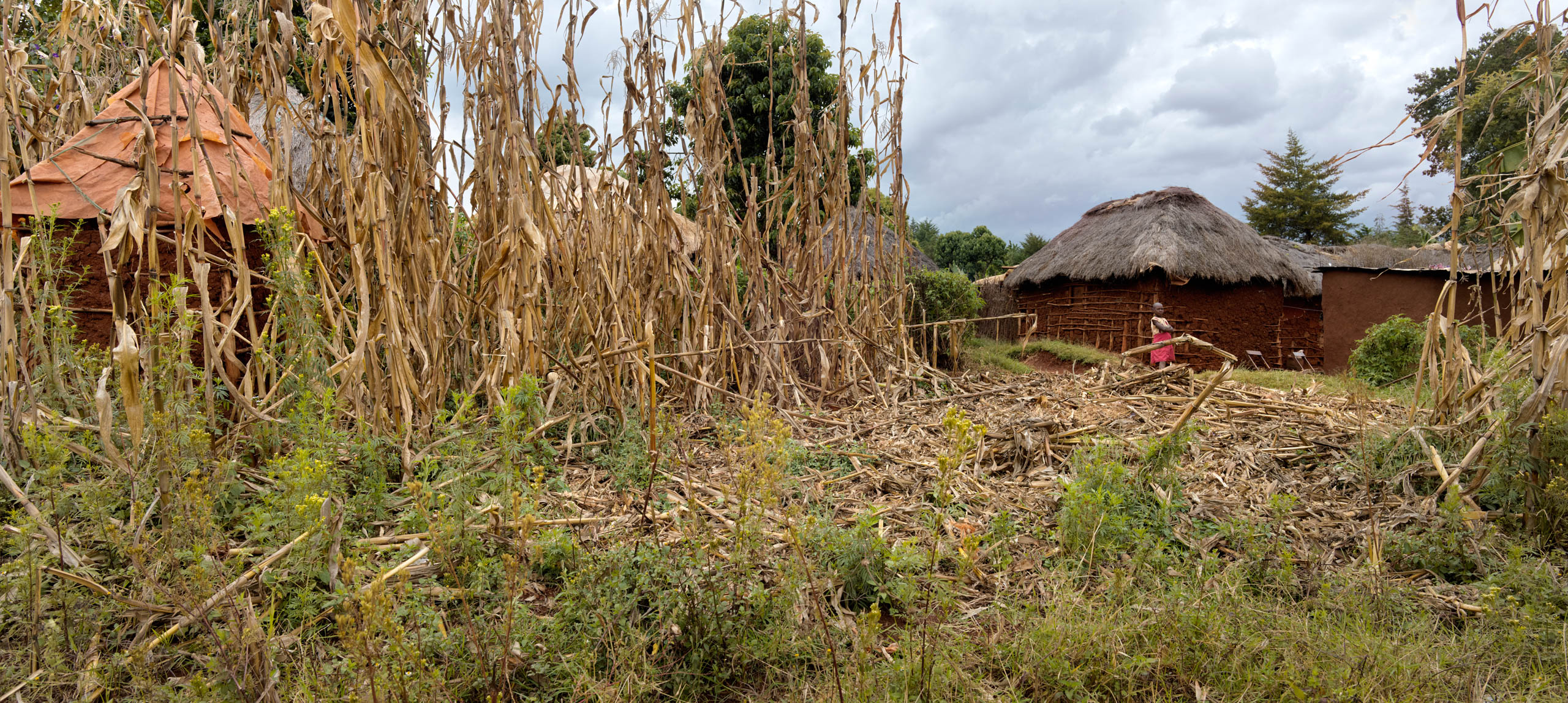 driving up Mount Elgon Orchards meeting bob Andersen and hear his story on sustainable avocados