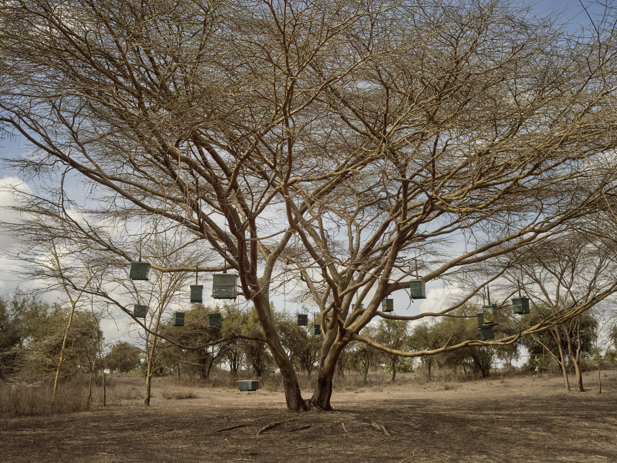 working with the African bee a story on the need for beekeeping in Africa kenya