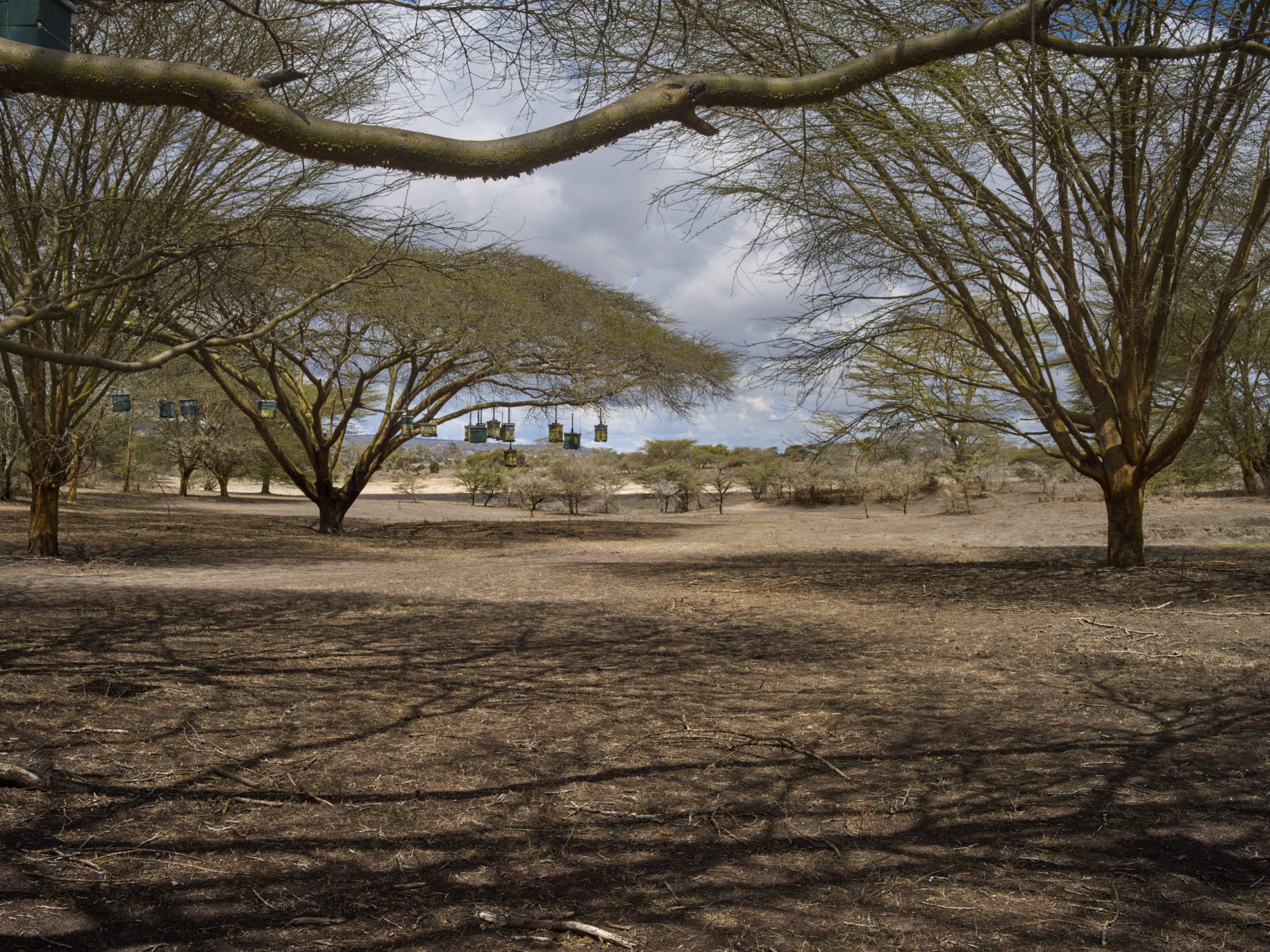 working with the African bee a story on the need for beekeeping in Africa kenya