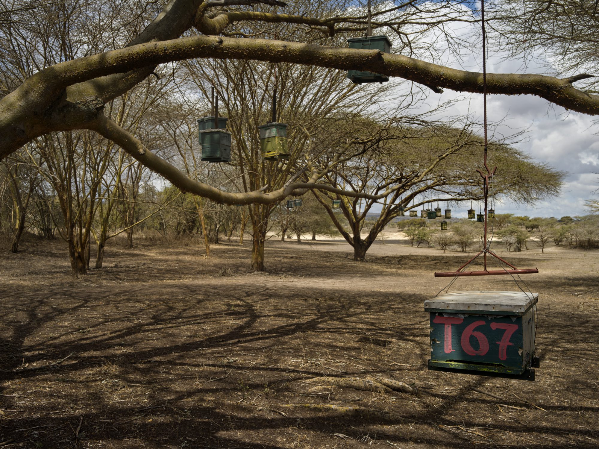 working with the African bee a story on the need for beekeeping in Africa kenya