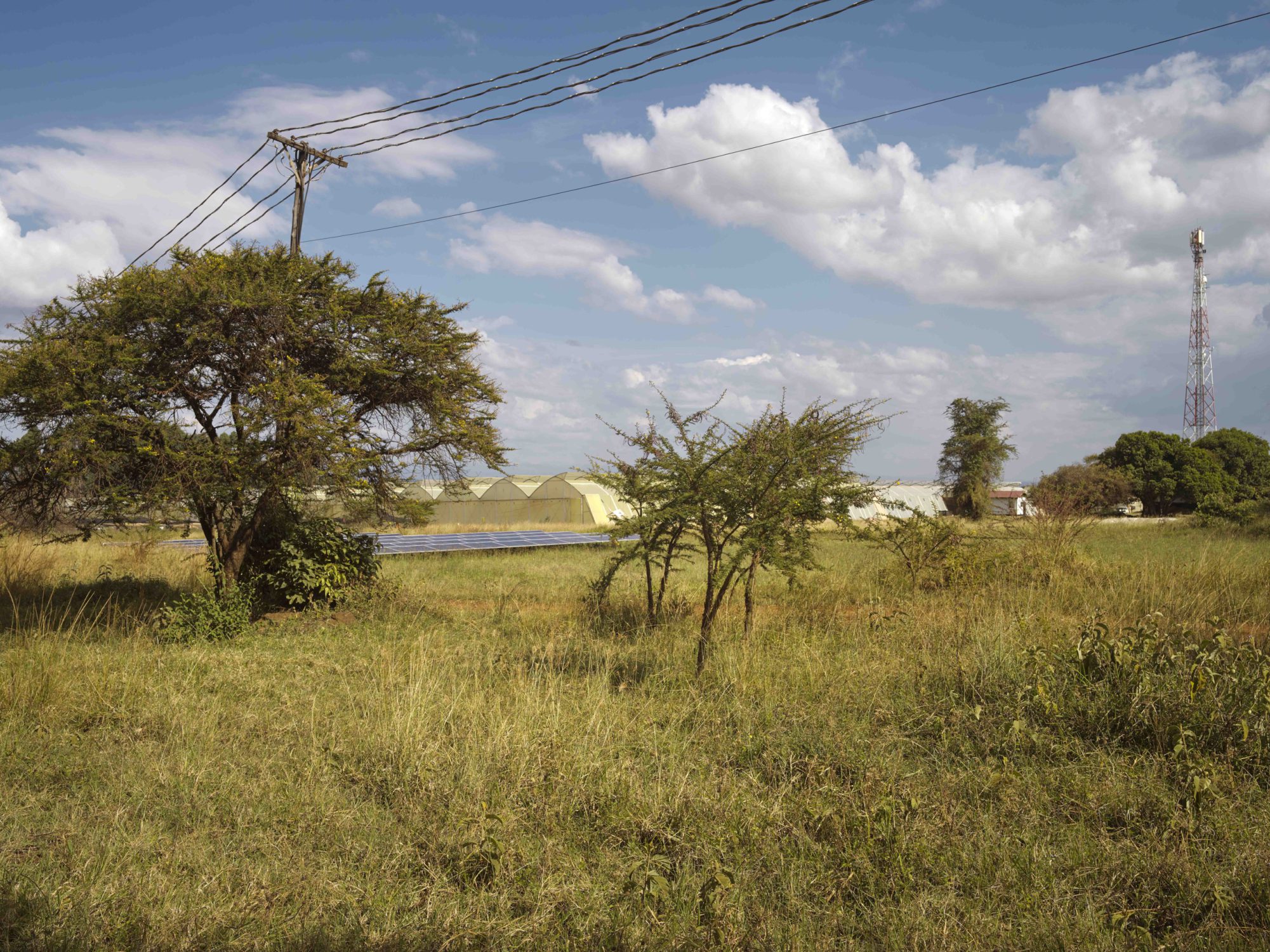 part of the story on sustainable avocados from Africa Kenya