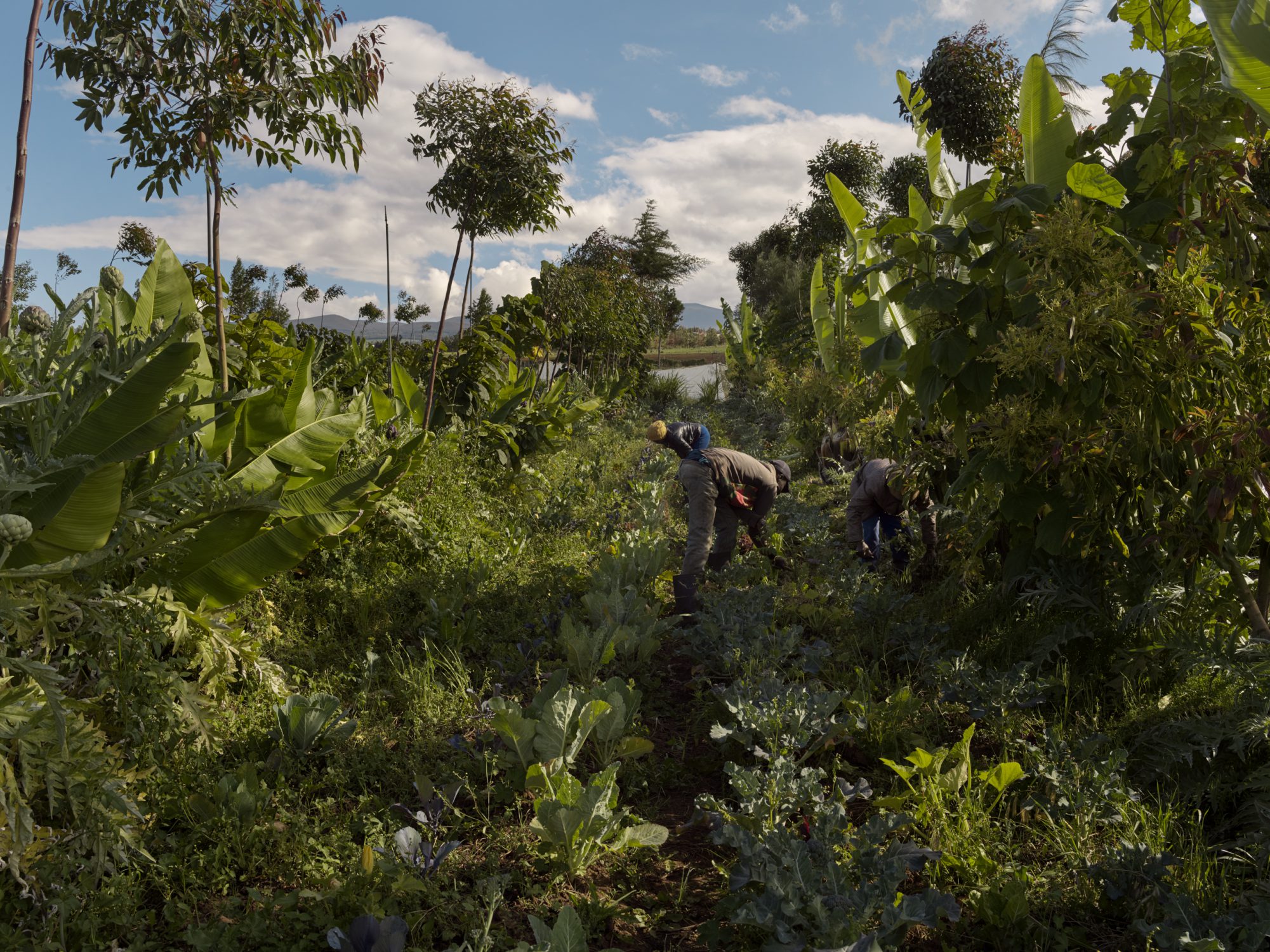 Tamalu farm syntropic agroforestry trainings