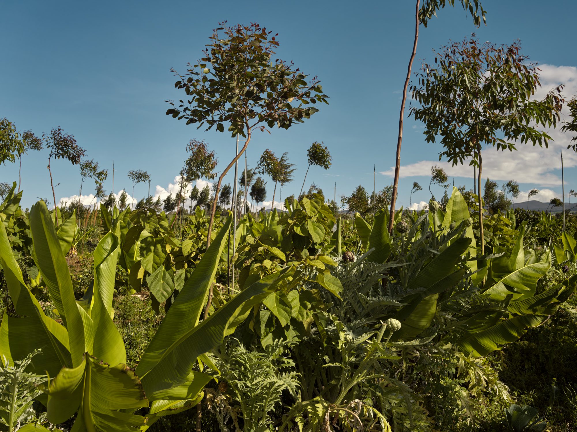 syntropic agroforestry in Kenya Africa Tamalu farm Kenya