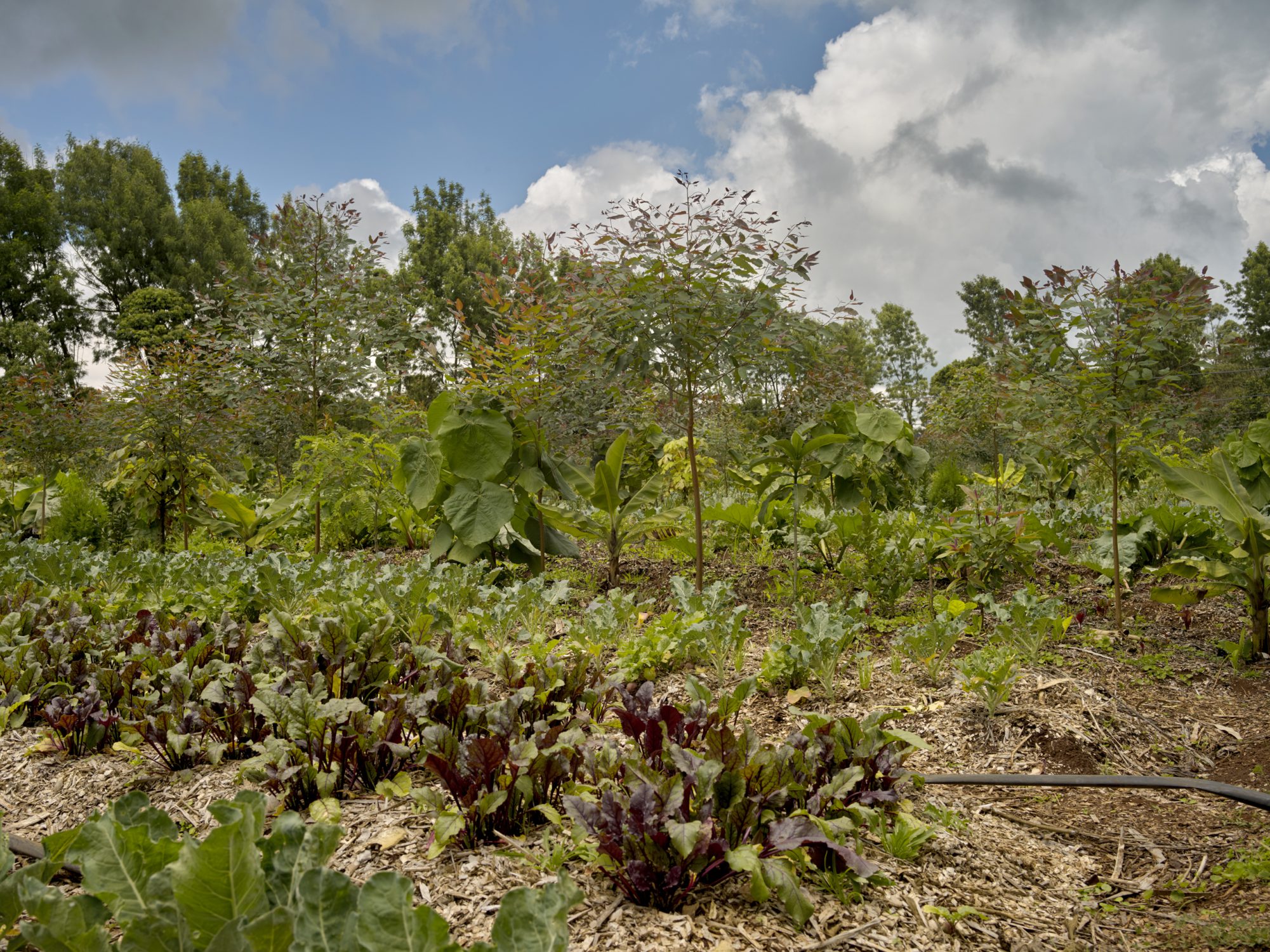 syntropic agroforestry in Kenya Africa